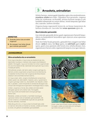 832926 _ 0026-0045.qxd     21/2/08   13:20   Página 32




                                                           3      Arnasketa, animalietan
                                                         Zelulen barnean, mantenugaiak degradatu egiten dira mitokondrioetan,
                                                         arnasketa zelularraren bidez. Degradazio hori gertatzeko, oxigenoa
                                                         behar da, ezinbestean, eta bestalde, prozesu horretan energia ez ezik
                                                         hondakin-substantziak ere sortzen direnez, horiek kanporatu egin behar
                                                         dira; esaterako, karbono dioxidoa.
                                                         Oxigenoa kanpo-ingurunetik lortzen da, eta haraxe kanporatzen da
                                                         karbono dioxidoa ere. Gas-truke hori arnas aparatuan egiten da.

                                                         Gas-trukerako gainazalak
                                                         Gas-trukerako gainazalak deritze gasak organismoaren barnetik kanpo-
             ARIKETAK                                    aldera eta kanpoaldetik barnealdera igaro daitezen arnas aparatuan
             7. Zertarako behar dute animaliek           dauden aldeei.
                oxigenoa?                                Truke hori behar bezala gertatzeko, gainazalek hiru ezaugarri izan behar
             8. Zer ezaugarri izan behar dituzte         dituzte: meheak izatea, beti heze egotea, eta odol-hodi ugariz estalita
                gas-trukerako gainazalek?                egotea, gasek arnas aparatuko alde horiek erraz zeharka ditzaten; hots,
                                                         organismoaren barnera nahiz organismotik kanpora erraz igaro daitezen.

             JAKINGARRIAK

             Aire-arnasketa eta ur-arnasketa
             Aire-ingurunea eta ur-ingurunea oso desberdinak dira,
             bakoitzeko hezetasun-mailaren eta oxigeno kantitatearen
             aldetik. Horregatik, ingurune horietan bizi diren organismoak
             ere oso dira desberdinak, bakoitzak bere egiturak ingurunera
             moldatuak baititu.
             Atmosferako aireak urak baino askoz oxigeno gehiago du.
             Gainera, aireko oxigenoaren proportzioa ia konstantea da,
             arnasketan kontsumitzen den oxigenoa eta fotosintesian
             askatzen dena kantitate berbera baitira.
             Ur-ingurunean, aldiz, oxigeno disolbatuaren proportzioa
             aldatu egiten da: alde batetik, itsasoko urak ur gezak baino
             oxigeno gutxiago izaten du, eta bestetik, bai itsasoko uretan
             bai ur gezatan, uraren tenperatura zenbat eta altuagoa izan,
             orduan eta txikiagoa da oxigenoaren disolbagarritasun-maila.
             Uretan, oxigenoa urria da, eta uretako animalia askok
             etengabe igerian aritu behar dute. Horregatik,
             aire-inguruneko animaliek baino energia gehiago
             behar dute.
             Bestalde, uretako animaliek ur kantitate handiagoa
             igaroarazi behar dute arnasketako gainazaletatik, eta
             horren ondorioz, arnasketarako egiturak oso garatuak
             dituzte; adibidez, brankiak.
             Hala eta guztiz ere, ur-ingurunean bizitzeak badu alde            Airean uretan baino 25 aldiz oxigeno gehiago dago.
             on bat ere: lehorreko animaliek ez bezala, uretako animaliek      Horregatik, uretako animaliek askoz lan handiagoa
             ez dute urik galtzen arnasketako gainazaletatik.                  egin behar dute, gas hori lortzeko.




        32
 