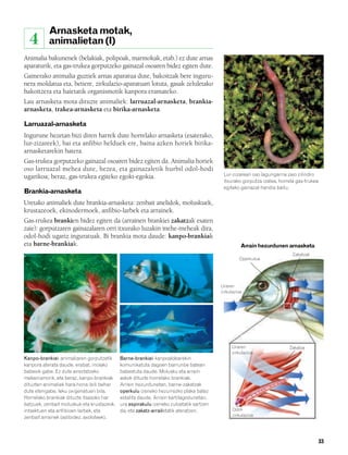 832926 _ 0026-0045.qxd    21/2/08    13:20   Página 33




                   Arnasketa motak,
          4        animalietan (I)
        Animalia bakunenek (belakiak, polipoak, marmokak, etab.) ez dute arnas
        aparaturik, eta gas-trukea gorputzeko gainazal osoaren bidez egiten dute.
        Gainerako animalia guztiek arnas aparatua dute, bakoitzak bere inguru-
        nera moldatua eta, betiere, zirkulazio-aparatuari lotuta, gasak zeluletako
        bakoitzera eta haietatik organismotik kanpora eramateko.
        Lau arnasketa mota dituzte animaliek: larruazal-arnasketa, brankia-
        arnasketa, trakea-arnasketa eta birika-arnasketa.

        Larruazal-arnasketa
        Ingurune hezetan bizi diren harrek dute horrelako arnasketa (esaterako,
        lur-zizareek), bai eta anfibio helduek ere, baina azken horiek birika-
        arnasketarekin batera.
        Gas-trukea gorputzeko gainazal osoaren bidez egiten da. Animalia horiek
        oso larruazal mehea dute, hezea, eta gainazaletik hurbil odol-hodi
        ugarikoa; beraz, gas-trukea egiteko egoki-egokia.                                        Lur-zizareari oso lagungarria zaio zilindro
                                                                                                 itxurako gorputza izatea, horrela gas-trukea
                                                                                                 egiteko gainazal handia baitu.
        Brankia-arnasketa
        Uretako animaliek dute brankia-arnasketa: zenbait anelidok, moluskuek,
        krustazeoek, ekinodermoek, anfibio-larbek eta arrainek.
        Gas-trukea brankien bidez egiten da (arrainen brankiei zakatzak esaten
        zaie): gorputzaren gainazalaren orri itxurako luzakin mehe-meheak dira,
        odol-hodi ugariz inguratuak. Bi brankia mota daude: kanpo-brankiak
        eta barne-brankiak.                                                                               Arrain hezurdunen arnasketa
                                                                                                                                Zakatzak
                                                                                                         Operkulua




                                                                                                Uraren
                                                                                                zirkulazioa




                                                                                                      Uraren                   Zakatza
                                                                                                      zirkulazioa
        Kanpo-brankiak animaliaren gorputzetik      Barne-brankiak kanpoaldearekin
        kanpora aterata daude, erabat, inolako      komunikatuta dagoen barrunbe batean
        babesik gabe. Ez dute aireztatzeko          babestuta daude. Molusku eta arrain
        mekanismorik, eta beraz, kanpo-brankiak     askok dituzte horrelako brankiak.
        dituzten animaliek hara-hona ibili behar    Arrain hezurdunetan, barne-zakatzak
        dute etengabe, leku oxigenatuen bila.       operkulu izeneko hezurrezko plaka batez
        Horrelako brankiak dituzte itsasoko har     estalita daude. Arrain kartilagodunetan,
        batzuek, zenbait moluskuk eta krustazeok,   ura espirakulu izeneko zuloetatik sartzen
        intsektuen eta anfibioen larbek, eta        da, eta zakatz-arrailetatik ateratzen.            Odol-
        zenbait arrainek (adibidez, axoloteek).                                                       zirkulazioa




                                                                                                                                                33
 