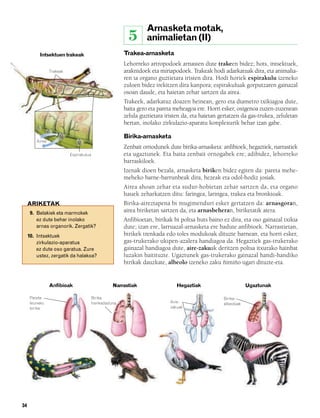 832926 _ 0026-0045.qxd        21/2/08    13:20       Página 34




                                                                           Arnasketa motak,
                                                                   5       animalietan (II)
                   Intsektuen trakeak                            Trakea-arnasketa
                                                                 Lehorreko artropodoek arnasten dute trakeen bidez; hots, intsektuek,
                         Trakeak                                 araknidoek eta miriapodoek. Trakeak hodi adarkatuak dira, eta animalia-
                                                                 ren ia organo guztietara iristen dira. Hodi horiek espirakulu izeneko
                                                                 zuloen bidez irekitzen dira kanpora; espirakuluak gorputzaren gainazal
                                                                 osoan daude, eta haietan zehar sartzen da airea.
                                                                 Trakeek, adarkatuz doazen heinean, gero eta diametro txikiagoa dute,
                                                                 baita gero eta pareta meheagoa ere. Horri esker, oxigenoa zuzen-zuzenean
                                                                 zelula guztietara iristen da, eta haietan gertatzen da gas-trukea, zeluletan
                                                                 bertan, inolako zirkulazio-aparatu konplexurik behar izan gabe.

                                                                 Birika-arnasketa
                 Airea
                                                                 Zenbait ornodunek dute birika-arnasketa: anfibioek, hegaztiek, narrastiek
                                   Espirakulua                   eta ugaztunek. Eta baita zenbait ornogabek ere; adibidez, lehorreko
                                                                 barraskiloek.
                                                                 Izenak dioen bezala, arnasketa biriken bidez egiten da: pareta mehe-
                                                                 meheko barne-barrunbeak dira, hezeak eta odol-hodiz josiak.
                                                                 Airea ahoan zehar eta sudur-hobietan zehar sartzen da, eta organo
                                                                 hauek zeharkatzen ditu: faringea, laringea, trakea eta bronkioak.
             ARIKETAK                                            Birika-aireztapena bi mugimenduri esker gertatzen da: arnasgoran,
              9. Belakiek eta marmokek                           airea biriketan sartzen da, eta arnasbeheran, biriketatik atera.
                 ez dute behar inolako                           Anfibioetan, birikak bi poltsa huts baino ez dira, eta oso gainazal txikia
                 arnas organorik. Zergatik?                      dute; izan ere, larruazal-arnasketa ere badute anfibioek. Narrastietan,
             10. Intsektuek                                      birikek trenkada edo toles modukoak dituzte barnean, eta horri esker,
                 zirkulazio-aparatua                             gas-trukerako ukipen-azalera handiagoa da. Hegaztiek gas-trukerako
                 ez dute oso garatua. Zure                       gainazal handiagoa dute, aire-zakuak deritzen poltsa itxurako hainbat
                 ustez, zergatik da halakoa?                     luzakin baitituzte. Ugaztunek gas-trukerako gainazal handi-handiko
                                                                 birikak dauzkate, albeolo izeneko zaku ñimiño ugari dituzte-eta.


                         Anfibioak                         Narrastiak                   Hegaztiak                       Ugaztunak

              Pareta                             Birika                                                     Birika-
              leuneko                            trenkadaduna                        Aire-                  albeoloak
              birika                                                                 zakuak




        34
 