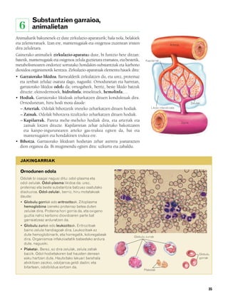 832926 _ 0026-0045.qxd   21/2/08   13:20   Página 35




                  Substantzien garraioa,
          6       animalietan
        Animaliarik bakunenek ez dute zirkulazio-aparaturik; hala nola, belakiek
        eta zelenteratuek. Izan ere, mantenugaiak eta oxigenoa zuzenean iristen                             Arteria
        dira zeluletara.
        Gainerako animaliek zirkulazio-aparatua dute, bi funtzio bete ditzan:
        batetik, mantenugaiak eta oxigenoa zelula guztietara eramatea, eta bestetik,    Kapilarrak
        metabolismoaren ondorioz sortutako hondakin-substantziak eta karbono
        dioxidoa organismotik kentzea. Zirkulazio-aparatuak elementu hauek ditu:
        • Garraiorako likidoa. Barnealdetik zirkulatzen du, eta urez, proteinaz
          eta zenbait zelulaz osatuta dago, nagusiki. Ornodunetan eta harretan,
          garraiorako likidoa odola da; ornogabeek, berriz, beste likido batzuk
          dituzte: ekinodermoek, hidrolinfa; intsektuek, hemolinfa;…
        • Hodiak. Garraiorako likidoak zeharkatzen dituen konduktuak dira.
          Ornodunetan, hiru hodi mota daude:                                                                                  Zelulak
          – Arteriak. Odolak bihotzetik irteteko zeharkatzen dituen hodiak.                 Likido interstiziala

          – Zainak. Odolak bihotzera itzultzeko zeharkatzen dituen hodiak.
          – Kapilarrak. Pareta mehe-meheko hodiak dira, eta arteriak eta                                              Zaina
            zainak lotzen dituzte. Kapilarretan zehar zeluletako bakoitzaren
            eta kanpo-ingurunearen arteko gas-trukea egiten da, bai eta
            mantenugaien eta hondakinen trukea ere.
        • Bihotza. Garraiorako likidoari hodietan zehar aurrera joanarazten
          dion organoa da. Bi mugimendu egiten ditu: uzkurtu eta zabaldu.


           JAKINGARRIAK

           Ornodunen odola
           Odolak bi osagai nagusi ditu: odol-plasma eta
           odol-zelulak. Odol-plasma likidoa da: urez,
           proteinaz eta beste substantzia batzuez osatutako
           disoluzioa. Odol-zelulak, berriz, hiru motatakoak
           daude:
           • Globulu gorriak edo eritrozitoak. Zitoplasma
             hemoglobina izeneko proteinaz betea duten
             zelulak dira. Proteina hori gorria da, eta oxigeno
             guztia nahiz karbono dioxidoaren parte bat
             garraiatzeaz arduratzen da.
           • Globulu zuriak edo leukozitoak. Eritrozitoak
             baino zelula handiagoak dira. Leukozitoek ez
             dute hemoglobinarik, eta horregatik, koloregabeak
                                                                                Globulu zuriak
             dira. Organismoa infekzioetatik babesteko ardura
             dute, nagusiki.
           • Plaketak. Berez, ez dira zelulak, zelula zatiak
             baizik. Odol-hodietakoren bat hausten denean                                                                           Globulu
             esku hartzen dute. Hautsitako lekuari berehala                                                                         gorriak
             atxikitzen zaizkio, odoljarioa geldi dadin; eta
             bitartean, odolbildua sortzen da.
                                                                                       Plaketak




                                                                                                                                          35
 