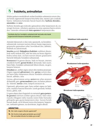 832926 _ 0026-0045.qxd   21/2/08   13:20   Página 37




          8      Iraizketa, animalietan
        Zelulen jarduera metabolikoak zenbait hondakin-substantzia sortzen ditu,
        eta horiek organismotik kanpora bota behar dira, metatuz gero toxikoak
        baitira. Substantzia horietako batzuk hauek dira: karbono dioxidoa,
        amoniakoa eta urea.
        Karbono dioxidoa gas-trukerako gainazaletan zehar kanporatzen da, eta
        zeregin horretan, zirkulazio-aparatua eta arnas aparatua batera aritzen
        dira. Gainerako substantziak iraitz-aparatuak kanporatzen ditu.

          Iraizketa deritzo hondakin-substantziak hartzeko eta haiek
          organismotik kanpora botatzeko prozesuari.
                                                                                        Intsektuen iraitz-aparatua
        Animalia bakunenek ez dute iraitz-aparaturik, eta hondakin-
        substantziak zuzenean isurtzen dituzte kanpo-ingurunera,
        gorputzeko gainazalean zehar; horrelakoak dira, adibidez,                                                 Digestio-hodia
        belakiak eta zelenteratuak.
        Intsektu guztiek Malpighiren hodixkak erabiltzen dituzte:
        hodi mehe-meheak dira, alde bat itxita eta bestea digestio-
        hodira irekita dute, eta hara isurtzen dituzte gorputzaren                                Malpighiren
        barnetik bildutako hondakin-substantziak.                                                 hodixkak
        Krustazeoek bi guruin dituzte, biak ere buruan, antenen
        oinaldetik hurbil: guruin berdeak deritzenak, hain zuzen;                      Krustazeoen iraitz-aparatua
        haien bidez, hondakin-substantziak biltzen dituzte, eta gero,
        kanpora botatzen.
        Ornodunetan, zenbait organo aritzen dira iraizketa-prozesuan.
        Organo nagusiak giltzurrunak dira: gernua sortzen dute,
        eta haren bidez kanporatzen dituzte hondakin-substantzia
        batzuk; adibidez, urea.
        Gernua, giltzurrunetan sortua, ureterretan zehar ateratzen
        da haietatik; gero, gernu-maskurira joan, eta hantxe pilatzen
        da. Azkenik, uretran zehar, kanpora ateratzen da.
                                                                                                 Guruin
        Ugaztunek, giltzurrunez gain, beste zenbait organo ere badi-                             berdea
        tuzte, iraizketa funtzioa betetzeko: izerdi-guruinak, birikak,
        hestea, gibela, etab.                                                      Ornodunen iraitz-aparatua
        Ur gazia edaten duten hegaztiek eta narrastiek gatza jariatze-
                                                                                                                       Gernu-
        ko guruinak deritzen zenbait egitura dituzte; haiei esker,                              Giltzurruna
                                                                                                              Ureterra maskuria
        itsasoko elikagaien nahiz itsasoko uraren bidez hartutako
        gehiegizko gatz guztia kanporatzen dute. Guruin horiek                                                             Uretra

        buruan daude, eta bi lekutan irteten dira kanpora: hegaztie-
        tan, mokoaren gainean, eta dortoketan, begien alboan.
          ARIKETAK
          14. Zer iraitz-organo dituzte ugaztunek?
          15. Zer funtzio dute gatza jariatzeko guruinek?
              Zer animaliak dituzte horrelako guruinak?




                                                                                                                             37
 
