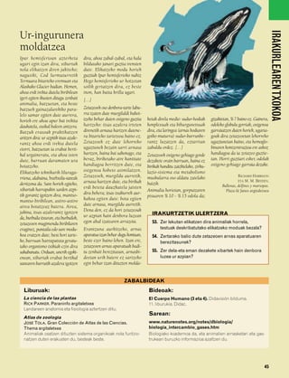 832926 _ 0026-0045.qxd        21/2/08      13:20   Página 45




                                                                                                                                                                 IRAKURLEAREN TXOKOA
        Ur-ingurunera
        moldatzea
        Ipar hemisferioan azterketa             dira, ahoa zabal-zabal, eta hala
        ugari egin izan dira, xibartak          bildutako janari guztia irensten
        nola elikatzen diren jakiteko;          dute. Elikatzeko modu horiek
        nagusiki, Cod lurmuturretik             guztiak Ipar hemisferioko nahiz
        Ternuara bitarteko eremuan eta          Hego hemisferioko ur hotzetan
        Alaskako Glacier badian. Hemen,         soilik gertatzen dira, ez beste
        ahoa erdi irekia dutela biribilean      inon, han baita krilla ugari.
        igeri egiten ikusten ditugu zenbait     […]
        animalia, batzuetan, eta beste
        batzuek gainazalarekiko para-           Zetazeoek oso denbora-tarte labu-
        lelo samar egiten dute aurrera,         rra izaten dute murgilaldi bakoi-
        horiek ere ahoa apur bat irekita        tzeko behar duten oxigeno guztia    ketak direla medio: sudur-hodiak      gizakietan, % 7 baino ez. Gainera,
        daukatela, euskal baleen antzera.       hartzeko: itsas azalera irteten     konplexuak eta bihurgunetsuak         odoleko globulu gorriak, oxigenoa
        Batzuk erasoak praktikatzen             direnetik arnasa hartzen dutene-    dira, eta laringea (arnas hodiaren    garraiatzen duten horiek, ugaria-
        aritzen dira: ur azpitik itsas azale-   ra bitarteko tartetxoa baino ez.    goiko muturra) sudur-barrunbe-        goak dira zetazeoetan lehorreko
        rantz ahoa erdi irekia dutela           Zetazeoek ez dute lehorreko         rantz luzatzen da, eztarrian          ugaztunetan baino, eta hemoglo-
        etorri, batzuetan ia erabat berti-      ugaztunek bezain sarri arnasa       zabaldu ordez. […]                    binaren kontzentrazioa ere askoz
        kal urgaineratu, eta ahoa ixten         hartzen, baina bai sakonago, eta    Zetazeoek oxigeno gehiago gorde       handiagoa da ia zetazeo guztie-
        dute, barruan daramaten ura             beraz, biriketako aire kantitate    dezakete orain barruan, baina ez      tan. Horri guztiari esker, odolak
        botatzeko.                              handiagoa berritzen dute, eta       birikak handitu zaizkielako, zirku-   oxigeno gehiago garraia dezake.
        Elikatzeko teknikarik liluraga-         oxigenoa hobeto asimilatzen.        lazio-sistema eta metabolismo
        rriena, alabaina, burbuila-sareak       Zetazeoek, murgildu aurretik,       muskularra oso aldatu zaielako                        RICHARD HARRISON
                                                arnasa hartzen dute, eta birikak                                                          ETA  M. M. BRYDEN,
        deritzona da. Sare horiek egiteko,                                          baizik.                                     Ballenas, delfines y marsopas.
        xibartak harrapakin sarden azpi-        erdi beteta dauzkatela jaisten
                                                                                    Animalia horietan, gorputzaren                Plaza & Janes argitaletxea
        tik gorantz igotzen dira, mantso-       dira behera; itsas txakurrek aur-
                                                                                    pisuaren % 10 - % 15 odola da;
        mantso biribilean, astiro-astiro        kakoa egiten dute: bota egiten
        airea botatzeaz batera. Airea,          dute arnasa, murgildu aurretik.
        jakina, itsas azalerantz igotzen        Dena den, ez da hori zetazeoak
                                                ur azpian hain denbora luzean         IRAKURTZETIK ULERTZERA
        da, burbuila itxuran, eta burbuilok,
        zetazeoen mugimendu biribilaren         egon ahal izatearen arrazoia.         53. Zer lekutan elikatzen dira animaliak horrela,
        eraginez, pantaila edo sare modu-       Erantzuna aurkitzeko, arnas               testuak deskribatutako elikatzeko moduak bezala?
        koa eratzen dute; hesi hori tarte-      aparatua izan behar dugu kontuan,     54. Zertarako balio dute zetazeoen arnas aparatuaren
        ko, barruan harrapatuta geratu-         beste ezer baino lehen. Izan ere,         berezitasunek?
        tako organismo txikiak ezin dira        zetazeoen arnas aparatuak badi-
        sakabanatu. Orduan, unerik egoki-       tu zenbait berezitasun, arnasbi-      55. Zer dela-eta eman dezakete xibartek hain denbora
        enean, xibartak erabat bertikal         deetan urik batere ez sartzeko            luzea ur azpian?
        sarearen barrutik azalera igotzen       egin behar izan dituzten molda-


                                                                       ZABALBIDEAK
          Liburuak:                                                                 Bideoak:
          La ciencia de las plantas                                                 El Cuerpo Humano (3 eta 4). Didavisión bilduma.
          RICK PARKER. Paraninfo argitaletxea                                       11. liburukia. Didac.
          Landareen anatomia eta fisiologia aztertzen ditu.
                                                                                    Sarean:
          Atlas de zoología
          JOSÉ TOLA. Gran Colección de Atlas de las Ciencias.                       www.naturenotes.org/notes/dbiologia/
          Thema argitaletxea                                                        biologia_intercambio_gases.htm
          Animaliak osatzen dituzten sistema organikoak nola funtzio-               Biologiako koadernoa da, eta animalien arnasketari eta gas-
          natzen duten erakusten du, besteak beste.                                 trukeari buruzko informazioa azaltzen du.




                                                                                                                                                           45
 