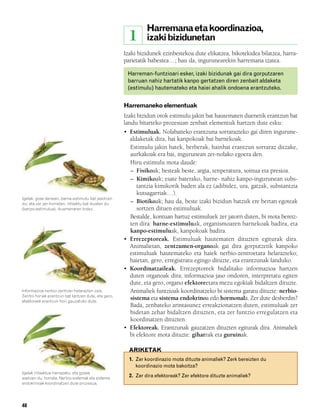 832926 _ 0046-0063.qxd       21/2/08     13:12    Página 48




                                                                       Harremana eta koordinazioa,
                                                                1      izaki bizidunetan
                                                              Izaki bizidunek ezinbestekoa dute elikatzea, bikotekidea bilatzea, harra-
                                                              parietatik babestea…; hau da, ingurunearekin harremana izatea.

                                                               Harreman-funtzioari esker, izaki bizidunak gai dira gorputzaren
                                                               barruan nahiz hartatik kanpo gertatzen diren zenbait aldaketa
                                                               (estimulu) hautemateko eta haiei ahalik ondoena erantzuteko.


                                                              Harremaneko elementuak
                                                              Izaki bizidun orok estimulu jakin bat hautematen duenetik erantzun bat
                                                              landu bitarteko prozesuan zenbait elementuk hartzen dute esku:
                                                              • Estimuluak. Nolabaiteko erantzuna sorrarazteko gai diren ingurune-
                                                                 aldaketak dira, bai kanpokoak bai barnekoak.
                                                                 Estimulu jakin batek, berberak, hainbat erantzun sorraraz ditzake,
                                                                 aurkakoak era bai, ingurunean zer-nolako egoera den.
                                                                 Hiru estimulu mota daude:
                                                                 – Fisikoak; besteak beste, argia, tenperatura, soinua eta presioa.
                                                                 – Kimikoak; esate baterako, barne- nahiz kanpo-ingurunean subs-
                                                                    tantzia kimikorik baden ala ez (adibidez, ura, gatzak, substantzia
                                                                    kutsagarriak…).
        Igelak, gose denean, barne-estimulu bat jasotzen
        du; eta zer jan horretan, intsektu bat ikusten du        – Biotikoak; hau da, beste izaki bizidun batzuk ere bertan egoteak
        (kanpo-estimulua), ikusmenaren bidez.                       sortzen dituen estimuluak.
                                                                 Bestalde, kontuan hartuz estimuluek zer jatorri duten, bi mota bereiz-
                                                                 ten dira: barne-estimuluak, organismoaren barnekoak badira, eta
                                                                 kanpo-estimuluak, kanpokoak badira.
                                                              • Errezeptoreak. Estimuluak hautematen dituzten egiturak dira.
                                                                 Animalietan, zentzumen-organoak gai dira gorputzetik kanpoko
                                                                 estimuluak hautemateko eta haiek nerbio-zentroetara helarazteko;
                                                                 haietan, gero, erregistratu egingo dituzte, eta erantzunak landuko.
                                                              • Koordinatzaileak. Errezeptoreek bidalitako informazioa hartzen
                                                                 duten organoak dira; informazioa jaso ondoren, interpretatu egiten
                                                                 dute, eta gero, organo efektoreetara mezu egokiak bidaltzen dituzte.
        Informazioa nerbio-zentroei helarazten zaie.             Animaliek funtzioak koordinatzeko bi sistema garatu dituzte: nerbio-
        Zentro horiek erantzun bat lantzen dute, eta gero,
        efektoreek erantzun hori gauzatuko dute.
                                                                 sistema eta sistema endokrinoa edo hormonala. Zer dute desberdin?
                                                                 Bada, zenbateko arintasunez erreakzionatzen duten, estimuluak zer
                                                                 bidetan zehar bidaltzen dituzten, eta zer funtzio erregulatzen eta
                                                                 koordinatzen dituzten.
                                                              • Efektoreak. Erantzunak gauzatzen dituzten egiturak dira. Animaliek
                                                                 bi efektore mota dituzte: giharrak eta guruinak.

                                                                ARIKETAK
                                                                1. Zer koordinazio mota dituzte animaliek? Zerk bereizten du
                                                                   koordinazio mota bakoitza?
        Igelak intsektua harrapatu, eta gosea
        asetzen du, horrela. Nerbio-sistemak eta sistema
                                                                2. Zer dira efektoreak? Zer efektore dituzte animaliek?
        endokrinoak koordinatzen dute prozesua.




        48
 