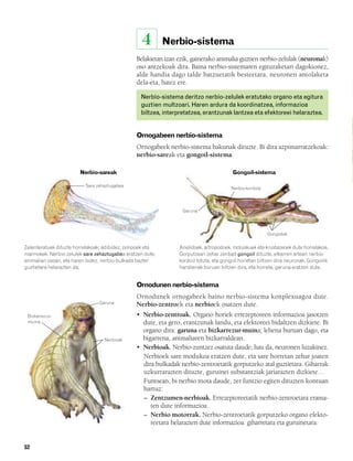 832926 _ 0046-0063.qxd    21/2/08    13:13   Página 52




                                                           4        Nerbio-sistema
                                                         Belakietan izan ezik, gainerako animalia guztien nerbio-zelulak (neuronak)
                                                         oso antzekoak dira. Baina nerbio-sistemaren egituraketari dagokionez,
                                                         alde handia dago talde batzuetatik besteetara, neuronen antolaketa
                                                         dela-eta, batez ere.

                                                          Nerbio-sistema deritzo nerbio-zelulek eratutako organo eta egitura
                                                          guztien multzoari. Haren ardura da koordinatzea, informazioa
                                                          biltzea, interpretatzea, erantzunak lantzea eta efektoreei helaraztea.


                                                         Ornogabeen nerbio-sistema
                                                         Ornogabeek nerbio-sistema bakunak dituzte. Bi dira azpimarratzekoak:
                                                         nerbio-sareak eta gongoil-sistema.

                                Nerbio-sareak                                                    Gongoil-sistema

                                  Sare zehaztugabea
                                                                                                 Nerbio-kordoia



                                                                          Garuna




                                                                                                                  Gongoilak

        Zelenteratuek dituzte horrelakoak; adibidez, polipoek eta        Anelidoek, artropodoek, moluskuek eta krustazeoek dute horrelakoa.
        marmokek. Nerbio-zelulek sare zehaztugabea eratzen dute,         Gorputzean zehar zenbait gongoil dituzte, elkarren artean nerbio-
        animalian osoan, eta haren bidez, nerbio-bulkada bazter          kordoiz lotuta, eta gongoil horietan biltzen dira neuronak. Gongoilik
        guztietara helarazten da.                                        handienak buruan biltzen dira, eta horrela, garuna eratzen dute.


                                                         Ornodunen nerbio-sistema
                                                         Ornodunek ornogabeek baino nerbio-sistema konplexuagoa dute.
                                        Garuna           Nerbio-zentroek eta nerbioek osatzen dute.
         Bizkarrezur-                                    • Nerbio-zentroak. Organo horiek errezeptoreen informazioa jasotzen
         muina                                             dute, eta gero, erantzunak landu, eta efektoreei bidaltzen dizkiete. Bi
                                                           organo dira: garuna eta bizkarrezur-muina; lehena buruan dago, eta
                                          Nerbioak         bigarrena, animaliaren bizkarraldean.
                                                         • Nerbioak. Nerbio-zuntzez osatuta daude; hau da, neuronen luzakinez.
                                                           Nerbioek sare modukoa eratzen dute, eta sare horretan zehar joaten
                                                           dira bulkadak nerbio-zentroetatik gorputzeko atal guztietara. Giharrak
                                                           uzkurrarazten dituzte, guruinei substantziak jariarazten dizkiete…
                                                           Funtsean, bi nerbio mota daude, zer funtzio egiten dituzten kontuan
                                                           hartuz:
                                                           – Zentzumen-nerbioak. Errezeptoreetatik nerbio-zentroetara erama-
                                                              ten dute informazioa.
                                                           – Nerbio motorrak. Nerbio-zentroetatik gorputzeko organo efekto-
                                                              reetara helarazten dute informazioa: giharretara eta guruinetara.


        52
 