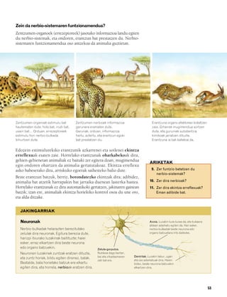 832926 _ 0046-0063.qxd    21/2/08    13:13      Página 53




        Zein da nerbio-sistemaren funtzionamendua?
        Zentzumen-organoek (errezeptoreek) jasotako informazioa landu egiten
        du nerbio-sistemak, eta ondoren, erantzun bat prestatzen du. Nerbio-
        sistemaren funtzionamendua oso antzekoa da animalia guztietan.




        Zentzumen-organoek estimulu bat           Zentzumen-nerbioek informazioa                       Erantzuna organo efektoreei bidaltzen
        hautematen dute: hots bat, irudi bat,     garunera eramaten dute.                              zaie. Giharrek mugimendua sortzen
        usain bat… Orduan, errezeptoreek          Garunak, orduan, informazioa                         dute, eta guruinek substantzia
        estimulu hori nerbio-bulkada              hartu, aztertu, eta erantzun egoki                   kimikoak jariatzen dituzte.
        bihurtzen dute.                           bat prestatzen du.                                   Erantzuna ia bat-batekoa da.


        Edozein estimulurekiko erantzunik azkarrenei eta soilenei ekintza
        erreflexuak esaten zaie. Horrelako erantzunak oharkabekoak dira,
        gehien-gehienetan animaliak ez baitaki zer egitera doan; mugimendua                          ARIKETAK
        egin ondoren ohartzen da animalia gertatutakoaz. Ekintza erreflexu
        asko babeserako dira, arriskuko egoerak saihesteko balio dute.                                9. Zer funtzio betetzen du
                                                                                                         nerbio-sistemak?
        Beste erantzun batzuk, berriz, borondatezko ekintzak dira; adibidez,
        animalia bat atzetik harrapakin bat jarraika duenean lasterka hastea.                        10. Zer dira nerbioak?
        Horrelako erantzunak ez dira automatikoki gertatzen, jakinaren gainean                       11. Zer dira ekintza erreflexuak?
        baizik; izan ere, animaliak ekintza horiekiko kontrol osoa du une oro,                           Eman adibide bat.
        eta alda ditzake.


           JAKINGARRIAK

           Neuronak                                                                                  Axoia. Luzakin luze-luzea da, eta bukaera
                                                                                                     aldean adarkatu egiten da. Hari esker,
           Nerbio-bulkadak helarazten berezitutako                                                   nerbio-bulkadak beste neurona edo
           zelulak dira neuronak. Egitura berezia dute,                                              organo batzuetara irits daitezke.
           harizpi itxurako luzakinak baitituzte; haiei
           esker, erraz elkartzen dira beste neurona
           edo organo batzuekin.                                 Zelula-gorputza.
           Neuronen luzakinek zuntzak eratzen dituzte,           Nukleoa dago bertan,
                                                                 bai eta zitoplasmaren   Dentritak. Luzakin labur, ugari
           eta zuntz horiek, bildu egiten direnez, balak.
                                                                 zati bat ere.           eta oso adarkatuak dira. Haien
           Bestalde, bala horietako batzuk ere elkartu                                   bidez, beste neurona batzuekin
           egiten dira, eta horrela, nerbioak eratzen dira.                              elkartzen dira.




                                                                                                                                                 53
 
