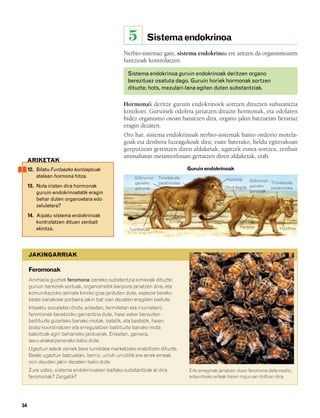 832926 _ 0046-0063.qxd      21/2/08   13:13   Página 54




                                                            5        Sistema endokrinoa
                                                          Nerbio-sistemaz gain, sistema endokrinoa ere aritzen da organismoaren
                                                          funtzioak kontrolatzen.

                                                           Sistema endokrinoa guruin endokrinoak deritzen organo
                                                           berezituez osatuta dago. Guruin horiek hormonak sortzen
                                                           dituzte; hots, mezulari-lana egiten duten substantziak.

                                                          Hormonak deritze guruin endokrinoek sortzen dituzten substantzia
                                                          kimikoei. Guruinek odolera jariatzen dituzte hormonak, eta odolaren
                                                          bidez organismo osoan banatzen dira, organo jakin batzuetan berariaz
                                                          eragin dezaten.
                                                          Oro har, sistema endokrinoak nerbio-sistemak baino ondorio motela-
                                                          goak eta denbora luzeagokoak ditu; esate baterako, heldu egiterakoan
                                                          gorputzean gertatzen diren aldaketak, ugatzek esnea sortzea, zenbait
                                                          animaliatan metamorfosian gertatzen diren aldaketak, etab.
             ARIKETAK
             12. Bilatu Funtsezko kontzeptuak                                              Guruin endokrinoak
                 atalean hormona hitza.                        Giltzurrun   Tiroidea eta                    Hipofisia   Giltzurrun Tiroidea eta
                                                               gaineko      paratiroidea
             13. Nola iristen dira hormonak                    guruina                                      Obulutegiak gaineko    paratiroidea
                 guruin endokrinoetatik eragin                                                                          guruinak
                 behar duten organoetara edo
                 zeluletara?
             14. Aipatu sistema endokrinoak
                                                                                Pankrea
                 kontrolatzen dituen zenbait
                 ekintza.                                                                                          Pankrea              Hipofisia
                                                            Testikuluak




             JAKINGARRIAK

             Feromonak
             Animalia guztiek feromona izeneko substantzia kimikoak dituzte:
             guruin bereziek sortuak, organismotik kanpora jariatzen dira, eta
             komunikazioko seinale kimiko gisa jarduten dute, espezie bereko
             beste banakoek portaera jakin bat izan dezaten eragiten baitute.
             Intsektu sozialetan (hots, erleetan, termitetan eta inurrietan),
             feromonek berebiziko garrantzia dute, haiei esker bereizten
             baitituzte gizarteko banako motak, batetik, eta bestetik, haien
             bidez koordinatzen eta erregulatzen baitituzte banako mota
             bakoitzak egin beharreko jarduerak. Erleetan, gainera,
             sexu-erakarpenerako balio dute.
             Ugaztun askok zeinek bere lurraldea markatzeko erabiltzen dituzte.
             Beste ugaztun batzuetan, berriz, urruti-urrutitik ere arrek emeak
             non dauden jakin dezaten balio dute.
             Zure ustez, sistema endokrinoaren baitako substantziak al dira                Erle erreginak jariatzen duen feromona dela medio,
             feromonak? Zergatik?                                                          erlauntzeko erleak haren inguruan ibiltzen dira.




        54
 