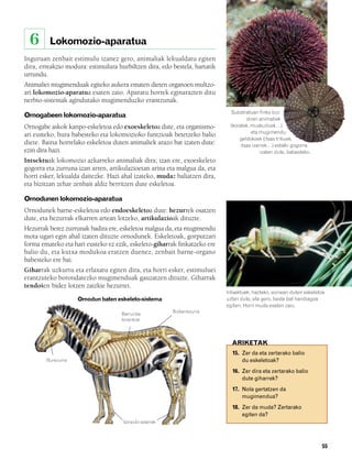 832926 _ 0046-0063.qxd   21/2/08   13:13   Página 55




          6      Lokomozio-aparatua
        Inguruan zenbait estimulu izanez gero, animaliak lekualdatu egiten
        dira, erreakzio modura: estimulura hurbiltzen dira, edo bestela, hartatik
        urrundu.
        Animaliei mugimenduak egiteko aukera ematen dieten organoen multzo-
        ari lokomozio-aparatua esaten zaio. Aparatu horrek eginarazten ditu
        nerbio-sistemak agindutako mugimenduzko erantzunak.
                                                                                     Substratuari finko bizi
        Ornogabeen lokomozio-aparatua                                                        diren animaliek
        Ornogabe askok kanpo-eskeletoa edo exoeskeletoa dute, eta organismo-         (koralek, muskuiluek…)
                                                                                               eta mugimendu
        ari eusteko, hura babesteko eta lokomozioko funtzioak betetzeko balio
                                                                                         geldokoek (itsas trikuek,
        diete. Baina horrelako eskeletoa duten animaliek arazo bat izaten dute:           itsas izarrek…) estalki gogorra
        ezin dira hazi.                                                                             izaten dute, babesteko.
        Intsektuak lokomozio azkarreko animaliak dira; izan ere, exoeskeleto
        gogorra eta zurruna izan arren, artikulazioetan arina eta malgua da, eta
        horri esker, lekualda daitezke. Hazi ahal izateko, mudaz baliatzen dira,
        eta bizitzan zehar zenbait aldiz berritzen dute eskeletoa.

        Ornodunen lokomozio-aparatua
        Ornodunek barne-eskeletoa edo endoeskeletoa dute: hezurrek osatzen
        dute, eta hezurrak elkarren artean lotzeko, artikulazioak dituzte.
        Hezurrak berez zurrunak badira ere, eskeletoa malgua da, eta mugimendu
        mota ugari egin ahal izaten dituzte ornodunek. Eskeletoak, gorputzari
        forma emateko eta hari eusteko ez ezik, eskeleto-giharrak finkatzeko ere
        balio du, eta kutxa modukoa eratzen duenez, zenbait barne-organo
        babesteko ere bai.
        Giharrak uzkurtu eta erlaxatu egiten dira, eta horri esker, estimuluei
        erantzuteko borondatezko mugimenduak gauzatzen dituzte. Giharrak
        tendoien bidez lotzen zaizkie hezurrei.
                                                                                    Intsektuek, hazteko, soinean duten eskeletoa
                             Ornodun baten eskeleto-sistema                         uzten dute, eta gero, beste bat handiagoa
                                                                                    egiten. Horri muda esaten zaio.
                                                                  Bizkarrezurra
                                               Barrunbe
                                               torazikoa




                                                                                      ARIKETAK
                                                                                      15. Zer da eta zertarako balio
                Burezurra                                                                 du eskeletoak?
                                                                                      16. Zer dira eta zertarako balio
                                                                                          dute giharrek?
                                                                                      17. Nola gertatzen da
                                                                                          mugimendua?
                                                                                      18. Zer da muda? Zertarako
                                                                                          egiten da?
                                                Gorputz-adarrak




                                                                                                                              55
 