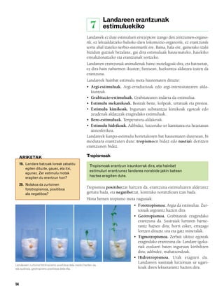 832926 _ 0046-0063.qxd      21/2/08     13:13     Página 56




                                                                          Landareen erantzunak
                                                                  7       estimuluekiko
                                                               Landareek ez dute estimuluen errezeptore izango den zentzumen-organo-
                                                               rik, ez lekualdatzeko balioko dien lokomozio-organorik, ez erantzunik
                                                               sortu ahal izateko nerbio-sistemarik ere. Baina, hala ere, gainerako izaki
                                                               bizidun guztiak bezalaxe, gai dira estimuluak hautemateko, haiekiko
                                                               erreakzionatzeko eta erantzunak sortzeko.
                                                               Landareen erantzunak animalienak baino motelagoak dira, eta batzuetan,
                                                               ez dira hain nabarmen ikusten; funtsean, hazkuntza aldatzea izaten da
                                                               erantzuna.
                                                               Landareek hainbat estimulu mota hautematen dituzte:
                                                               • Argi-estimuluak. Argi-erradiazioak edo argi-intentsitatearen alda-
                                                                 kuntzak.
                                                               • Grabitazio-estimuluak. Grabitatearen indarra da estimulua.
                                                               • Estimulu mekanikoak. Besteak beste, kolpeak, urratuak eta presioa.
                                                               • Estimulu kimikoak. Inguruan substantzia kimikoak egoteak edo
                                                                 zeudenak aldatzeak eragindako estimuluak.
                                                               • Bero-estimuluak. Tenperatura-aldaketak.
                                                               • Estimulu hidrikoak. Adibidez, lurzoruko ur kantitatea eta hezetasun
                                                                 atmosferikoa.
                                                               Landareek kanpo-estimulu horietakoren bat hautematen dutenean, bi
                                                               modutara erantzuten dute: tropismoen bidez edo nastiak deritzen
                                                               erantzunen bidez.

             ARIKETAK                                          Tropismoak
             19. Landare batzuek loreak zabaldu
                                                                 Tropismoak erantzun iraunkorrak dira, eta hainbat
                 egiten dituzte, gauez, eta itxi,
                                                                 estimuluri erantzunez landarea norabide jakin batean
                 egunez. Zer estimulu motak
                 eragiten du erantzun hori?
                                                                 haztea eragiten dute.

             20. Nolakoa da zurtoinen
                 fototropismoa, positiboa
                                                               Tropismoa positibotzat hartzen da, erantzuna estimuluaren alderantz
                 ala negatiboa?                                gertatu bada, eta negatibotzat, kontrako noranzkoan izan bada.
                                                               Hona hemen tropismo mota nagusiak:
                                                                                           • Fototropismoa. Argia da estimulua. Zur-
                                                                                             toinak argirantz hazten dira.
                                                                                           • Geotropismoa. Grabitateak eragindako
                                                                                             erantzuna da. Sustraiak lurraren barne-
                                                                                             rantz hazten dira; horri esker, errazago
                                                                                             lortzen dituzte ura eta gatz mineralak.
                                                                                           • Tigmotropismoa. Zerbait ukituz egoteak
                                                                                             eragindako erantzuna da. Landare igoka-
                                                                                             riak euskarri baten inguruan kiribiltzen
                                                                                             dira; adibidez, mahatsondoak.
                                                                                           • Hidrotropismoa. Urak eragiten du.
                                                                                             Landareen sustraiak lurzoruan ur ugari-
        Landareen zurtoina fototropismo positiboa dela medio hazten da,
        eta sustraia, geotropismo positiboa dela-eta.                                        koak diren lekuetarantz hazten dira.


        56
 