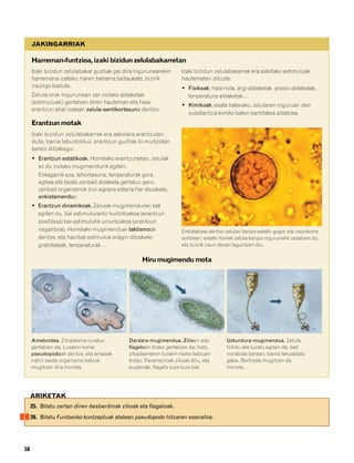 832926 _ 0046-0063.qxd     21/2/08   13:13   Página 58




             JAKINGARRIAK

             Harreman-funtzioa, izaki bizidun zelulabakarretan
             Izaki bizidun zelulabakar guztiak gai dira ingurunearekin      Izaki bizidun zelulabakarrek era askotako estimuluak
             harremana izateko, haren beharra baitaukate, bizirik           hautematen dituzte:
             iraungo badute.                                                • Fisikoak; hala nola, argi-aldaketak, presio-aldaketak,
             Zelula orok ingurunean zer-nolako aldaketak                       tenperatura-aldaketak…
             (estimuluak) gertatzen diren hauteman eta haiei
                                                                            • Kimikoak; esate baterako, zelularen inguruan den
             erantzun ahal izateari zelula-sentikortasuna deritzo.
                                                                               substantzia kimiko baten kantitatea aldatzea.
             Erantzun motak
             Izaki bizidun zelulabakarrek era askotara erantzuten
             dute; baina laburbilduz, erantzun guztiak bi multzotan
             bereiz ditzakegu:
             • Erantzun estatikoak. Horrelako erantzunetan, zelulak
                ez du inolako mugimendurik egiten.
                Elikagairik eza, lehortasuna, tenperaturak gora
                egitea eta beste zenbait aldaketa gertatuz gero,
                zenbait organismok bizi-egoera estaria har dezakete,
                enkistamenduz.
             • Erantzun dinamikoak. Zelulak mugimenduren bat
                egiten du, bai estimulurantz hurbiltzekoa (erantzun
                positiboa) bai estimulutik urruntzekoa (erantzun
                negatiboa). Horrelako mugimenduei taktismoak                Enkistatzea deritzo zelulari kanpo-estalki gogor eta iraunkorra
                deritze, eta hainbat estimuluk eragin ditzakete:            sortzeari; estalki horrek zelula kanpo-ingurunetik isolatzen du,
                grabitateak, tenperaturak…                                  eta bizirik iraun dezan laguntzen dio.


                                                          Hiru mugimendu mota




             Ameboidea. Zitoplasma luzatuz           Dardara-mugimendua. Zilioen edo            Uzkurdura-mugimendua. Zelula
             gertatzen da. Luzakin horiei            flageloen bidez gertatzen da; hots,        txikitu eta luzatu egiten da, beti
             pseudopodoak deritze, eta amebak        zitoplasmaren luzakin mehe batzuen         norabide berean, baina lekualdatu
             nahiz beste organismo batzuk            bidez. Paramezioak zilioak ditu, eta       gabe. Bortizela mugitzen da
             mugitzen dira horrela.                  euglenak, flagelo luze-luze bat.           horrela.




             ARIKETAK
             25. Bilatu zertan diren desberdinak zilioak eta flageloak.
             26. Bilatu Funtsezko kontzeptuak atalean pseudopodo hitzaren esanahia.




        58
 