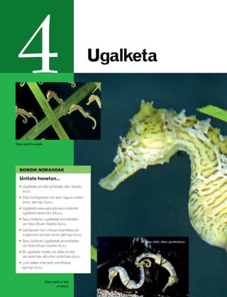 832926 _ 0064-0081.qxd    21/2/08       13:22       Página 64




         4                                                      Ugalketa



        Itsas zaldi kumeak.




          NONDIK NORAKOAK

          Unitate honetan…
          • Ugalketa zer eta zertarako den ikasiko
            duzu.
          • Ziklo biologikoan zer aldi nagusi izaten
            diren jakingo duzu.
          • Ugalketa asexuala eta sexu bidezko
            ugalketa bereiziko dituzu.
          • Sexu bidezko ugalketak animalietan
            zer fase dituen ikasiko duzu.
          • Landareen bizi-zikloan txandaka zer
            organismo aritzen diren jakingo duzu.
          • Sexu bidezko ugalketak animalietan                        Bi itsas zaldi, elkar gorteiatzen.
            zer fase dituen ikasiko duzu.
          • Bi ugalketa motek zer alde on eta
            zer alde txar dituzten aztertuko duzu.
          • Lore baten marrazki zientifikoa
            egingo duzu.


                              Itsas zaldi ar bat,
                                       umedun.
 