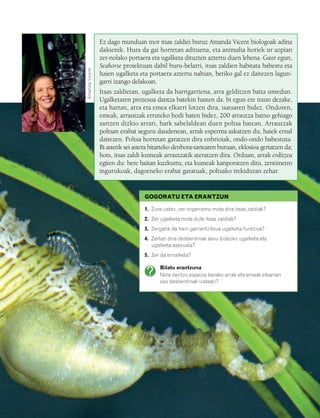 832926 _ 0064-0081.qxd   21/2/08   13:22              Página 65




                                                      Ez dago munduan inor itsas zaldiei buruz Amanda Vicent biologoak adina
                                                      dakienik. Hura da gai horretan adituena, eta animalia horiek ur azpian
                                                      zer-nolako portaera eta ugalketa dituzten aztertu duen lehena. Gaur egun,
                                                      Seahorse proiektuan dabil buru-belarri, itsas zaldien habitata babestu eta



                                     Amanda Vicent.
                                                      haien ugalketa eta portaera aztertu nahian, betiko gal ez daitezen lagun-
                                                      garri izango delakoan.
                                                      Itsas zaldietan, ugalketa da harrigarriena, arra gelditzen baita umedun.
                                                      Ugalketaren prozesua dantza batekin hasten da: bi egun ere iraun dezake,
                                                      eta hartan, arra eta emea elkarri lotzen dira, isatsaren bidez. Ondoren,
                                                      emeak, arrautzak erruteko hodi baten bidez, 200 arrautza baino gehiago
                                                      sartzen dizkio arrari, hark sabelaldean duen poltsa batean. Arrautzak
                                                      poltsan erabat seguru daudenean, arrak esperma askatzen du, haiek ernal
                                                      daitezen. Poltsa horretan garatzen dira enbrioiak, ondo-ondo babestuta.
                                                      Bi astetik sei astera bitarteko denbora-tartearen buruan, eklosioa gertatzen da;
                                                      hots, itsas zaldi kumeak arrautzatik ateratzen dira. Orduan, arrak erditzea
                                                      egiten du: bere baitan kuzkurtu, eta kumeak kanporatzen ditu, zentimetro
                                                      ingurukoak, dagoeneko erabat garatuak, poltsako irekiduran zehar.


                                                                        GOGORATU ETA ERANTZUN

                                                                        1. Zure ustez, zer organismo mota dira itsas zaldiak?
                                                                        2. Zer ugalketa mota dute itsas zaldiek?
                                                                        3. Zergatik da hain garrantzitsua ugalketa-funtzioa?
                                                                        4. Zertan dira desberdinak sexu bidezko ugalketa eta
                                                                           ugalketa asexuala?
                                                                        5. Zer da ernalketa?

                                                                               Bilatu erantzuna
                                                                               Nola deritzo espezie bereko arrak eta emeak elkarren
                                                                               oso desberdinak izateari?
 