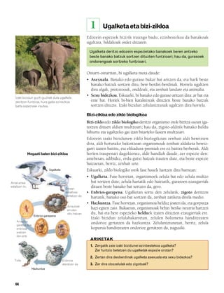 832926 _ 0064-0081.qxd        19/4/08      11:29    Página 66




                                                                   1      Ugalketa eta bizi-zikloa
                                                                 Edozein espeziek bizirik iraungo badu, ezinbestekoa da banakoak
                                                                 ugaltzea, hildakoak ordez ditzaten.

                                                                  Ugalketa deritzo edozein espezietako banakoek beren antzeko
                                                                  beste banako batzuk sortzen dituzten funtzioari; hau da, gurasoek
                                                                  ondorengoak sortzeko funtzioari.

                                                                 Oinarri-oinarrian, bi ugalketa mota daude:
                                                                 • Asexuala. Banako edo guraso bakar bat aritzen da, eta hark beste
                                                                   banako batzuk sortzen ditu, bere berdin-berdinak. Horrela ugaltzen
                                                                   dira algak, protozooak, onddoak, eta zenbait landare eta animalia.
                                                                 • Sexu bidezkoa. Eskuarki, bi banako edo guraso aritzen dira: ar bat eta
        Izaki bizidun guzti-guztiek dute ugalketa
        deritzon funtzioa, hura gabe ezinezkoa                     eme bat. Horiek bi-bien karaktereak dituzten beste banako batzuk
        baita espezieak irautea.                                   sortzen dituzte. Izaki bizidun zelulaniztunak ugaltzen dira horrela.

                                                                 Bizi-zikloa edo ziklo biologikoa
                                                                 Bizi-ziklo edo ziklo biologiko deritzo organismo orok bizitza osoan iga-
                                                                 rotzen dituen aldien multzoari; hau da, zigoto-alditik banako heldu
                                                                 bihurtu eta ugaltzeko gai izan bitarteko faseen multzoari.
                                                                 Edozein izaki bizidunen ziklo biologikoan zenbait aldi bereizten
                                                                 dira, aldi horietako bakoitzean organismoak zenbait aldaketa bereiz-
                                                                 garri izaten baititu, eta elikadura-premiak ere ez baitira berberak. Aldi
                    Hegazti baten bizi-zikloa                    horien iraupenari dagokionez, alde handiak daude, zer espezie den:
                                                                 amebetan, adibidez, ordu gutxi batzuk irauten dute, eta beste espezie
                                                                 batzuetan, berriz, zenbait urte.
                                   Ugalketa                      Eskuarki, ziklo biologiko orok fase hauek hartzen ditu barnean:
                                                                 • Ugalketa. Fase horretan, organismoek zelula bat edo zelula multzo
     Arrak emea                                                    bat sortzen dute; zelula hartatik edo haietatik, gurasoen ezaugarriak
     estaltzen du
                                                Emean
                                                                   dituen beste banako bat sortzen da, gero.
                                                ernaltzea        • Enbrioi-garapena. Ugalketan sortu den zelulatik, zigoto deritzon
                                                gertatzen da
                                                                   hartatik, banako oso bat sortzen da, zenbait zatiketa direla medio.
                                                                 • Hazkuntza. Fase horretan, organismoa helduz joaten da, eta gorputza
                                                   Arrautzak
                                                   erruten
                                                                   hazi egiten zaio. Bukaeran, organismoak behin betiko neurria hartzen
                                                   ditu habian     du, bai eta bere espezieko helduek izaten dituzten ezaugarriak ere.
                        Enbrioi-garapena
                                                                   Izaki bizidun zelulabakarretan, zelulen bolumena handitzearen
         Arrautza
         garatuz doa,
                                                                   ondorioz gertatzen da hazkuntza. Zelulaniztunetan, berriz, zelula
         enbrioia                                                  kopurua handitzearen ondorioz gertatzen da, nagusiki.
         eratzen
         den arte
                                                                   ARIKETAK
                                                                   1. Zergatik zaie izaki bizidunei ezinbestekoa ugalketa?
                                                                      Zer funtzio betetzen du ugalketak espezie orotan?
                                                                   2. Zertan dira desberdinak ugalketa asexuala eta sexu bidezkoa?
       Txita                                  Enbrioia
                                              ateratzen da         3. Zer dira obozelulak edo zigotoak?
                      Hazkuntza




        66
 