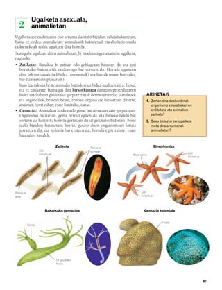832926 _ 0064-0081.qxd      21/2/08     13:22     Página 67




                     Ugalketa asexuala,
          2          animalietan
        Ugalketa asexuala izatea oso arrunta da izaki bizidun zelulabakarretan,
        baina ez, ordea, animalietan: animaliarik bakunenak eta eboluzio-maila
        txikienekoak soilik ugaltzen dira horrela.
        Sexu gabe ugaltzen diren animalietan, bi modutara gerta daiteke ugalketa,
        nagusiki:
        • Zatiketaz. Banakoa bi zatitan edo gehiagotan hausten da, eta zati
          horietako bakoitzetik ondorengo bat sortzen da. Horrela ugaltzen
          dira zelenteratuak (adibidez, anemonak) eta harrak (esate baterako,
          lur-zizareak eta planariak).
          Itsas izarrak eta beste animalia batzuk sexu bidez ugaltzen dira, berez,
          eta ez zatiketaz; baina gai dira birsorkuntza deritzon prozeduraren
          bidez ustekabean galdutako gorputz zatiak berriro eratzeko. Arrabioek            ARIKETAK
          eta sugandilek, besteak beste, zenbait organo ere birsortzen dituzte,            4. Zertan dira desberdinak
          ahalmen horri esker; esate baterako, isatsa.                                        organismo zelulabakarren
        • Gemazioz. Animaliari koskor edo gema bat ateratzen zaio gorputzean.                 erdibiketa eta animalien
          Organismo batzuetan, gema bereizi egiten da, eta banako heldu bat                   zatiketa?
          sortzen da hartatik; horrela gertatzen da ur gezatako hidretan. Beste            5. Sexu bidezko zer ugalketa
          izaki bizidun batzuetan, berriz, guraso duen organismoari lotuta                    mota dira arruntenak
          jarraitzen du, eta kolonia bat eratzen da; horrela egiten dute, esate               animalietan?
          baterako, koralek.

                                       Zatiketa               Planaria                             Birsorkuntza
                          Zati                                kumeak
                          birsortuak                                                                                Zati
                                                                                Itsas izarra
                                                                                                                    birsortua




        Planaria                                                                       Zati
        ama                                                                            birsortua




                              Bakarkako gemazioa                                         Gemazio koloniala


                                                                                                       Korala
                   Gema




                                       Ur gezatako
                                       hidra




                                                                                                                                67
 