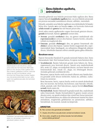 832926 _ 0064-0081.qxd      19/4/08   11:29      Página 68




                                                                      Sexu bidezko ugalketa,
                                                               3      animalietan
                                                             Animalia gehienak sexu bidezko prozesuen bidez ugaltzen dira. Baina
                     Sexu bidezko
                         ugalketa                            espezie batzuek txandakako ugalketa dute, eta sexu bidezko prozesuak
             Marmoka
                                                             eta prozesu asexualak txandakatzen dituzte; adibidez, marmokek.
                                                             Eskuarki, animalien sexu bidezko ugalketan sexu desberdineko bi banako
                                                             behar dira: banako arra eta banako emea; eta horietako bakoitzak
                                                             zelula sexual edo gameto bat edo batzuk jartzen ditu.
                                                             Arrek nahiz emeek ugalketarako organo berezituak garatzen dituzte,
                                                             gonada deritzenak; haietan, gametoak sortzen dira.
                                                             • Arretan, gonadak testikuluak dira, eta gameto maskulinoak edo
                                                               espermatozoideak sortzen dira haietan. Gameto horiek, eskuarki,
                                                               txikiak eta mugikarrak dira.
                                      Larba
                                                             • Emeetan, gonadak obulutegiak dira, eta gameto femeninoak edo
                                                               obuluak sortzen dira haietan. Gameto horiek mugiezinak dira, esper-
                                      Polipoak                 matozoideak baino handiagoak, eta substantzia elikagarriak pilatzen
                           Zatiketa
                                                               dituzte, lehenbiziko faseetan enbrioi oraindik garatu gabea elikatzeko.

                                                             Banakoen sexua
                                                             Espezie batzuetako banakoek bi gonada motetatik bakarra dute; beste
                                                             batzuetakoek, biak. Hori kontuan hartuz, bi espezie mota bereizten dira:
                                                             • Sexubakarrak. Banako bakoitzak gonada mota bakarra du. Beraz,
        Zelenteratuek bi aldi dituzte bizi-zikloan:            organismoek sexu bereiziak dituzte: batzuk sexu maskulinokoak
        polipo-aldia eta marmoka-aldia. Marmokak               dira, arrak ( ), alegia, eta testikuluak dituzte; eta beste batzuk sexu
        aske bizi dira, eta sexu bidez ugaltzen dira.          femeninokoak dira, emeak ( ), alegia, eta obulutegiak dituzte.
        Sexu bidezko ugalketaren ondoren, larba bat            Animalia gehienak sexubakarrak dira.
        eratzen da, eta hura hazitakoan, polipo
        bihurtzen da. Polipoa itsas hondoari itsasten          Batzuetan, espezie bereko arrek eta emeek elkarren antz handia dute,
        zaio, eta denbora-tarte baten buruan, zatitu           eta gonadak soilik dituzte desberdin; halaxe da, adibidez, txaku-
        egiten da (ugalketa asexuala), eta marmokak            rretan eta untxietan.
        sortzen dira.                                          Beste batzuetan, berriz, espezie bereko arrak eta emeak desberdinak
                                                               dira, bai neurrian, bai forman, bai kolorean; esate baterako, lehoiak,
                                                               erleak, paumak, etab. Hori hala denean, espezie horrek dimorfismo
                                                               sexuala duela esaten da.
                                                             • Hermafroditak. Banako bakoitzak bi gonada motak ditu, maskulinoak
                                                               nahiz femeninoak. Banako hermafroditek bi gameto motak sortzen
                                                               dituzten arren, oso gutxik ernaltzen dute zeinek bere burua (autoernal-
                                                               keta). Hermafroditismoa oso ohikoa da substratuari itsatsita bizi diren
                                                               animalietan, mugimendu geldokoetan eta parasitoetan; adibidez,
                                                               barraskiloak, lur-zizareak, izainak eta lanpernak.

                                                               ARIKETAK
                                                               6. Non sortzen dira gametoak animalietan?
                                                               7. Aipatu dimorfismo sexuala duten zenbait animaliaren izenak.

        Estalaldian, barraskiloetako batek arrarena            8. Zure ustez, zergatik ez da ohikoa banako hermafroditetan
        egiten du, eta besteak, emearena; eta                     autoernalketa gertatzea?
        gametoak trukatzen dituzte.



        68
 