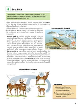 832926 _ 0064-0081.qxd      21/2/08   13:22    Página 69




          4       Ernalketa

          Ernalketa deritzo obulu bat eta espermatozoide bat elkartu
          eta bakoitzaren nukleoek bat egiteari; ernalketaren ondorioz,
          obozelula edo zigotoa eratzen da.

        Zigotoa, sortu ondoren, zatitzen eta zatitzen hasten da, harik eta enbrioia
        sortzen den arte; orduan, enbrioia garatuz joango da, eta prozesuaren
        bukaeran, banako oso bihurtuko.
        Ernalketa gertatzeko, ezinbestekoa da gametoak ur-ingurune                    Kanpo-ernalketako bizi-zikloa
        egokian askatzea; bestela, izan ere, espermatozoideek ezingo                                          Enbrioi-garapena
        dute obuluraino igeri egin eta hura ernaldu. Bi ernalketa




                                                                                                                                 Arrautzak
        mota daude:
        • Kanpo-ernalketa. Uretako animalia gehienak ernaltzen
          dira horrela, eta lehorreko gutxi batzuk ere bai: adibidez,
                                                                                                     Arra
          anfibioak eta zenbait intsektu. Amaren organismotik                   Emea
          kanpo gertatzen da; kanpo-ingurunean, alegia. Emeak
          obulu ernaldu gabeak kanporatzen ditu, eta ondoren,
          arrek espermatozoideak askatzen dituzte, obuluak ernal
          ditzaten. Kanpo-ernalketa zoriaren baitan dago, eta horre-
                                                                                  Espermatozoideak                         Obuluak
          gatik, arrek nahiz emeek gameto ugari askatzen dituzte.
        • Barne-ernalketa. Itsas zaldiak eta beste arrain batzuk ernaltzen dira
          horrela, bai eta olagarroak eta lehorreko ia animalia guztiak ere.
          Ugaltze-aparatu femeninoaren barnean gertatzen da, ingurune nahikoa
          hezea baita hura, ernalketarako ezinbesteko baldintza. Horretarako,
          gehienetan beharrezkoa izaten da kopulazioa; hots, arrak, kopulazio-
          organo baten bidez, emearen ugaltze-aparatuan espermatozoideak
          sartzea. Kopulazioz ernaltzen dira intsektu asko, narrastiak, hegaztiak
          eta ugaztunak.


                                 Barne-ernalketako bizi-zikloa

                                                           Zigotoa

         Espermatozoideak




                                                                                          ARIKETAK
                                                      Obulua
                                                                                           9. Zergatik dute lehorreko
                                                                                              animaliek barne-ernalketa,
                                                                                              eta ez kanpo-ernalketa?
                                                                                          10. Zure ustez, zer ernalketa mota
                                                                                              da onena, alde on gehien
                                                                                              dituena? Zergatik?
         Arra                           Emea




                                                                                                                                 69
 