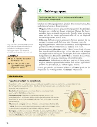 832926 _ 0064-0081.qxd     19/4/08    11:29   Página 70




                                                            5       Enbrioi-garapena

                                                           Enbrioi-garapen deritzo zigotoa sortzen denetik banakoa
                                                           jaio bitarteko prozesu osoari.

                                                          Ernalketa eta enbrioi-garapena non gertatzen diren kontuan hartuz, hiru
                                                          ugalketa mota bereizten dira animalietan:
                                                          • Obiparoa. Enbrioia amaren gorputzetik kanpo garatzen da: arrautzan,
                                                            hain zuzen ere; eta hartan dauden gordekinez elikatzen da. Kanpo-
                                                            ernalketa duten animaliak garatzen dira horrela: arrain gehienak,
                                                            esate baterako; eta barne-ernalketa duten batzuk ere bai: hegaztiak
                                                            eta narrasti gehienak, besteak beste.
                                                          • Bibiparoa. Enbrioia amaren gorputzaren barnean garatzen da, eta
                                                            garapen-prozesuan, amak, babesteaz gain, elikatu ere egiten du.
        Kanguruak nahiz gainerako martsupialioak            Ugaztun gehienetan, amak sabelaren barnean duen organo batean
        ugaztunak dira, baina ez dute plazentarik.          garatzen da enbrioia: umetokian edo uteroan, hain zuzen.
        Kumeak heldu gabe jaiotzen dira, eta
        martsupioan osatzen dute garapena;
                                                            Enbrioia eta ama plazentaren bidez elkarri lotuta daude. Organo
        hantxe ditu amak ugatzak, hain zuzen ere.           hori umetokiaren barnealdean dago, eta hari esker, enbrioiak, amagan-
                                                            dik oxigenoa eta mantenugaiak lortzeaz gain, hondakin-substantziak
             ARIKETAK                                       kanporatzen ditu. Plazentatik zilbor-hestea ateratzen da: odol-hodiz
             11. Zer da plazenta? Non sortzen
                                                            osatutako hodi bat da, eta plazenta eta enbrioia lotzen ditu.
                 da? Zertarako da?                        • Obobibiparoa. Enbrioia amaren barnean garatzen da, baina mante-
                                                            nugaiak arrautzako gordekinetatik lortzen ditu. Horrela ugaltzen dira
             12. Zure ustez, zer alde on ditu
                                                            marrazo eta arraia batzuk, eta zenbait suge eta musker.
                 ugalketa bibiparoak, ugalketa
                 obiparoaren aldean?                      Enbrioi-garapeneko prozesuaren bukaeran, eklosioa gertatzen da,
                                                          obiparoetan eta obobibiparoetan, eta erditzea, bibiparoetan.


             JAKINGARRIAK

             Hegaztien arrautzak eta narrastienak
             Hegaztietan nahiz narrastietan, obulu ernaldua arrautza bihurtzen da, eta hantxe garatzen da enbrioia.
             Baina hegaztiek arrautzak berotzen dituzte, enbrioia haz dadin, eta narrastiek, berriz, ez.
             Arrautzek atal hauek dituzte:
                                                                                                                       Oskola
             Oskola. Estalki porotsua da, karekizkoa, eta airea ukitu bezain laster                    Txalaza
             gogortu egiten da. Babesa ematen du.                                                  Gorringoa            Zuringoa
             Oskolaren mintzak. Oskolaren azpiko aldean dauden bi mintz dira.
             Arrautzaren mutur biribilduan bereizi egiten dira, eta horrela, aire-ganbera
             bat sortzen da. Mikroorganismorik ez sartzeko balio dute, hesi modukoa
             eratzen baitute.
             Albumina edo zuringoa. Enbrioia elikatzeko ezinbesteko substantziak ditu.
             Txalaza. Gorringoa zuringoaren erdi-erdian egon dadin gorringoa eta mintza
             lotzen dituzten proteinazko bi harizpietako bakoitzari deritzo.
             Gorringoa. Arrautza bera horixe da. Zelula bat da, obulutegitik askatutako obulutik
             sortua, eta zitoplasma, nukleoa eta mintza ditu. Batzuetan, orban gorrixka bat          Blastodiskoa     Oskolaren
             izaten du: blastodiskoa, hain zuzen ere; hartatik garatzen da enbrioia.                                  mintzak




        70
 