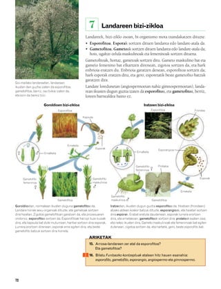 832926 _ 0064-0081.qxd     21/2/08       13:22    Página 72




                                                                7         Landareen bizi-zikloa
                                                              Landareek, bizi-ziklo osoan, bi organismo mota txandakatzen dituzte:
                                                              • Esporofitoa. Esporak sortzen dituen landarea edo landare-atala da.
                                                              • Gametofitoa. Gametoak sortzen dituen landarea edo landare-atala da;
                                                                hots, ugaltze-zelula maskulinoak eta femeninoak sortzen dituena.
                                                              Gametofitoak, hortaz, gametoak sortzen ditu. Gameto maskulino bat eta
                                                              gameto femenino bat elkartzen direnean, zigotoa sortzen da, eta hark
                                                              enbrioia eratzen du. Enbrioia garatzen denean, esporofitoa sortzen da;
                                                              hark esporak eratzen ditu, eta gero, esporetatik beste gametofito batzuk
                                                              garatzen dira.
        Goi-mailako landareetan, landarean
        ikusten den guztia izaten da esporofitoa;             Landare loredunetan (angiospermoetan nahiz gimnospermoetan), landa-
        gametofitoa, berriz, oso txikia izaten da,            rean ikusten dugun guztia izaten da esporofitoa, eta gametofitoa, berriz,
        eta ezin da bereiz bizi.                              loreen barnealdea baino ez.

                             Goroldioen bizi-zikloa                                                     Iratzeen bizi-zikloa
                                         Esporofitoa                                                           Esporofitoa                    Frondea

                                                            Kapsula




                                                 Erneketa
                                                                      Esporak
                                                                                                                    Esporangioa
                             Ernalketa                                                             Ernalketa




                                                                                                  Gametofito        Protaloa
                                                                                                  femeninoa


             Gametofito                                           Gametofito                                                                     Esporak
             femeninoa                                            maskulinoa


                                                                                                                                   Erneketa
                                                                                Gametofito
                                         Gametofitoa                            maskulinoa                     Gametofitoa

        Goroldioetan, normalean ikusten duguna gametofitoa da.                  Iratzeetan, ikusten dugun guztia esporofitoa da. Hostoen (frondeen)
        Landare horiek sexu-organoak dituzte, eta gametoak sortzen              atzeko aldean koskor batzuk dituzte, esporangioak, eta haietan sortzen
        dira haietan. Zigotoa gametofitoan garatzen da, eta prozesuaren         dira esporak. Erabat eratuta daudenean, esporak lurrera erortzen
        ondorioz, esporofitoa sortzen da. Esporofitoak harizpi luze-luzeak      dira, eta ernetakoan, gametofitoak sortzen dira: protaloak esaten zaie,
        dira, eta kapsula bat dute muturrean; hantxe sortzen dira esporak.      eta nekez ikusten dira. Gameto maskulinoak eta femeninoak bat egiten
        Lurrera erortzen direnean, esporak erne egiten dira, eta beste          dutenean, zigotoa sortzen da, eta hartatik, gero, beste esporofito bat.
        gametofito batzuk sortzen dira horrela.

                                                                ARIKETAK
                                                                15. Arrosa-landareen zer atal da esporofitoa?
                                                                    Eta gametofitoa?
                                                                16. Bilatu Funtsezko kontzeptuak atalean hitz hauen esanahia:
                                                                    esporofito, gametofito, esporangio, angiospermo eta gimnospermo.




        72
 