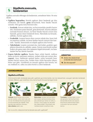 832926 _ 0064-0081.qxd     19/4/08    11:29    Página 73




                   Ugalketa asexuala,
          8        landareetan
        Ugalketa asexuala ohikoagoa da landareetan, animalietan baino. Bi mota
        daude:
        • Ugalketa begetatiboa. Horrela ugaltzen diren landareak gai dira
          norberaren zati batetik, gema deritzonetik, beste banako batzuk
          sortzeko. Hiru gema mota bereizten dira:
           – Estoloiak. Zurtoin txikiak dira, eta lurzoruarekiko paralelo hazten
             dira. Zurtoinaren puntu batzuek, gema deritzenek, lurzorua ukitzean
             sustraiak botatzen dituzte, eta beste banako batzuk sortzen dira                                         Estoloia
             haietatik, guraso duten landaretik bereiz. Marrubiak eta hirustak,
             adibidez, horrela ugaltzen dira.
           – Erraboilak. Lurpean hazten diren zurtoin txikiak dira, hosto lodi                                                       Gema

             eta mamitsuz estaliak, eta beste landare batzuk ernetzen dira haie-
             tatik. Tipulak, baratxuriak eta tulipak ugaltzen dira horrela.
           – Tuberkuluak. Lurpeko zurtoinak dira, lodi-lodiak, gordekin ugari
             pilatzen dituztela-eta; adibidez, patata. Zurtoin mota horrek zenbait
             koskor edo gema izaten ditu (patataren begiak deritzenak), eta beste             Hirustak estoloien bidez nola ugaltzen diren.
             landare bat haz daiteke haietatik.
        • Espora bidezko ugalketa. Banako baten zelula batetik, nukleoa
                                                                                                ARIKETAK
          behin eta berriz zatitzearen ondorioz, zenbait zelula ume sortzen dira:
          esporak. Gero, baldintzak egokiak badira, zelula horietatik beste                     17. Zertan dira desberdinak
          banako batzuk sortzen dira, inolako beste zelula batzuekin elkartu                        erraboilak eta tuberkuluak?
          behar izan gabe. Goroldioak eta iratzeak ugaltzen dira horrela, bai                   18. Zer dira esporak?
          eta onddoak ere, nahiz eta azken horiek ez diren landareak.


           JAKINGARRIAK

           Ugalketa artifiziala
           Antzina-antzinatik, landareak asexualki ugaltzeko gai direla baliatu izan da nekazaritzan, ezaugarri jakineko landareak
           lortzeko. Metodo ugari erabiltzen dira, baina hauek dira azpimarragarrienak:




           Aldaxka. Beste banako bat sortzeko         Belaunketa. Landare zati bat tolestu    Txertaketa. Landare baten zurtoin
           gai den sustrai, zurtoin edo hosto zati    eta lurpean sartzea da belauntzea,      zati gemadun bat (txertoa) hartu
           oro da. Horrelakoak dituzte geranioek,     eta sustraiak egin ditzan du helburu.   eta barietate bereko edo espezie
           arrosa-landareek eta makalek. Adar         Orduan, moztu egiten da, eta beste      berdintsuko beste landare baten
           gemadunak erabiltzen direnean,             leku batera aldatu. Pikondoekin eta     zurtoinaren barruan sartzeari
           adar-aldaxka esaten zaie.                  mahatsondoekin erabiltzen dute.         deritzo.

           Zer onura ditu nekazarientzat landareak asexualki ugaltzeak?




                                                                                                                                         73
 