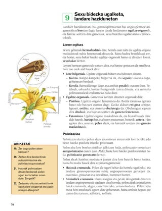 832926 _ 0064-0081.qxd                19/4/08      11:29   Página 74




                                                                                             Sexu bidezko ugalketa,
                                                                                      9      landare hazidunetan
                                                                                    Landare hazidunetan, bai gimnospermoetan bai angiospermoetan,
                                                                                    gametofitoa loreetan dago; hantxe daude landarearen ugaltze-organoak,
                                                                                    eta hantxe sortzen dira gametoak, sexu bidezko ugalketarako ezinbes-
                                                                                    tekoak.

                                                                                    Loreen egitura
                                                                                    Ia lore gehienak hermafroditak dira; horrek esan nahi du ugaltze-organo
                                                                                    maskulinoak nahiz femeninoak dituztela. Baina badira bestelakoak ere,
                                                                                    eta horiei, sexu bakar bateko ugaltze-organoak baino ez dituzten loreei,
                             Antera
                                                                                    sexubakar deritze.
                                                                                    Loreen barnean gametoak sortzen dira, eta hantxe gertatzen da ernalketa.
                                                                                    Lore oso orok atal hauek ditu:
                                           Polen
                                                                                    • Lore-bilgarriak. Ugaltze-organoak biltzen eta babesten dituzte.
                                           aleak                                      – Kaliza. Kanpo-kanpoko bilgarria da, eta sepaloz osatuta dago,
                                                                                        gehienetan berdeak.
                                                           Estigma
                                                                                      – Korola. Barnealderago dago, eta zenbait petalok osatzen dute. Pe-
                                                                                        taloek, eskuarki, kolore ikusgarriak izaten dituzte, eta animalia
                                                               Estiloa                  polinizatzaileak erakartzeko balio dute.
                 Antera
     Estaminea




                                                                                    • Ugaltze-organoak. Gametoak sortzen dituzten organoak dira:
                                                                         Pistiloa




                                                           Obulua                     – Pistiloa. Ugaltze-organo femeninoa da. Botila itxurako egitura
                 Harizpia
                                                                                        batez edo batzuez osatuta dago. Goiko aldeari estigma deritzo;
                                                                                        lepoari, estiloa; eta oinarria obulutegia da. Obulutegian egoten
                                                        Obulutegia                      dira obuluak, eta haietan sortzen da gameto femeninoa.
                                                                                      – Estaminea. Ugaltze-organo maskulinoa da, eta bi atal hauek ditu:
                                Sepaloak                                                alde batetik, harizpi bat, eta haren muturrean, bestetik, antera. Han
                                (kaliza)
                                                    Petaloak                            egoten dira, anteran, polen aleak, eta haietatik sortzen dira gameto
                                                    (korola)                            maskulinoak.

                                                                                    Polinizazioa
                                                                                    Polinizazio deritzo polen aleak estamineen anteretatik lore bereko edo
                      ARIKETAK                                                      beste bateko pistilora iristeko prozesuari.
                      19. Zer dago polen aleen                                      Polen alea lore bereko pistiloan jalkitzen bada, polinizazio-prozesuari
                          barruan?                                                  autopolinizazio esaten zaio. Aldiz, beste lore bateko pistilora iristen ba-
                                                                                    da, polinizazio gurutzatu deritzo.
                      20. Zertan dira desberdinak
                          autopolinizazioa eta                                      Polen aleak hainbat modutara joaten dira lore batetik beste batera,
                          polinizazio gurutzatua?                                   baina bi modu hauek dira azpimarragarrienak:
                      21. Haizeak polinizatzen                                      • Haizeak eramanda. Polen ale ugari behar da horrela ugaltzeko, eta
                          dituen landareek polen                                      landare gimnospermoetan nahiz angiospermoetan gertatzen da:
                          ugari sortu behar omen                                      esaterako, pinuetan eta zerealetan, hurrenez hurren.
                          dute. Zergatik?                                           • Animaliek eramanda. Usain atsegina eta petalo ikusgarriak dituzten
                      22. Zertarako dituzte zenbait lorek                             landare angiospermoak ugaltzen dira horrela; polen aleak animaliaren
                          oso kolore deigarriak eta usain                             batek eramanda, alegia; esate baterako, arrosa-landarea. Polinizazio
                          atsegin-atsegina?                                           mota hori intsektuek egiten dute gehienetan, baina zenbait hegazti ere
                                                                                      izaten dira tartean; adibidez, kolibria.


                 74
 