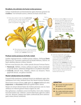 832926 _ 0064-0081.qxd    21/2/08    13:22    Página 75




        Ernalketa, eta enbrioien eta hazien eratze-prozesua
        Gameto maskulinoak eta femeninoak bat egiten dutenean gertatzen da
        ernalketa. Une horretatik aurrera, enbrioia eta hazia sortzen dira.

                                                                                Hazia
          1. Polen alea pistilora iristen da, eta polen-hodia
             garatzen du. Gero, polen-hodia hazi egiten                      Albumena            3. Obulu ernaldua hazi bihurtzen da.
             da, obulutegira iritsi arte. Hartan zehar Polen                                        Haziaren barnean dago enbrioia,
                                                                     Polen-hodia
             joaten dira gameto maskulinoak.                                                        bai eta elikagai-gordekinak edo
                                                          alea
                                                                      Gameto                        albumena ere, sortuko den landarea
                                                                      maskulinoa                    hosto berdeak garatu eta fotosintesia
                                                                                                    egiteko gai izan arte elikatzeko.
                                                                                        Enbrioia    Obulutegia fruitu bihurtzen da, eta
                                                                                                    haren bidez, hazia ondo babestuta
                                                                                                    egoteaz gain, erraz sakabanatzen da.




                                                                                                                  Kotiledoiak




                      2. Obulutegiaren barnean, obulua ernaltzen
                         da, eta obozelula edo zigotoa eratzen da;
                         hartatik, gero, enbrioia eratuko da.          Obulua

                                                                                            4. Enbrioian dagoeneko garbi ageri
        Fruituen eratze-prozesua eta fruitu motak                                              dira sustrai-hasikina edo erradikula,
                                                                                               zurtoin-hasikina edo plumula, eta
        Landare angiospermoetan, ernalketa gertatu ondoren, obulutegia fruitu                  landarearen lehenbiziko gema.
        bihurtzen da. Fruituaren eginkizuna da haziak babestea, batetik, eta                   Gainera, hostotxo bat edo bi ere izan
        haiek sakabana daitezen erraztea, bestetik.                                            ditzake enbrioiak: kotiledoiak deritze,
                                                                                               eta elikagai-gordekinak izaten dituzte.
        Bi fruitu mota bereizten dira, nolako paretak dituzten kontuan hartuz:
                                                                                               Gero, lurzoruan, oxigeno-baldintzak
        • Mamitsuak. Adibidez, tomatea, mahatsa eta sagarra. Pareta mamitsuak                  nahiz tenperatura- eta hezetasun-baldintzak
          eta gozoak dituzte, substantzia elikagarriak eta ura pilatzen dituztelako.           egokiak badira, hazia erne egiten da;
                                                                                               enbrioia, garatu; eta apurka-apurka,
        • Lehorrak. Besteak beste, lekaleak, ezkurra eta intxaurra. Pareta                     landare bat sortzen da.
          gogortuak dituzte, ura galtzen dutelako.

        Hazien sakabanatzea eta erneketa
        Fruituak heldu daudenean, landaretik bereizi eta sakabanatu egiten dira.
        Sakabanatze horri esker, landareek beste leku batzuk koloniza ditzakete.
        Hazia lurrera erortzen denean, erne egiten da, oxigeno-baldintzak nahiz                 ARIKETAK
        tenperatura- eta hezetasun-baldintzak egokiak badira, betiere.                          23. Non sortzen da polen-hodia?
        Hazian ura sartzen denean hasten da erneketa-prozesua; izan ere, hazia                      Zer eginkizun du?
        zabaltzea eta enbrioia garatzen hastea eragiten du urak.                                24. Zer eginkizun dute kotiledoiek?
        Hazi gehienetan, erradikula sortzen da lehenbizi; horri esker, landarea                 25. Zer-nolako baldintzak eragiten
        lurzoruari itsasten zaio. Ondoren, zurtoin txikia luzatu egiten da, azalera                 dute haziak ernetzeko prozesu
        iritsi arte. Bitartean, landarea haz dadin ezinbestekoak diren mantenu-                     orotan?
        gaiak ematen dituzte kotiledoiek.


                                                                                                                                        75
 