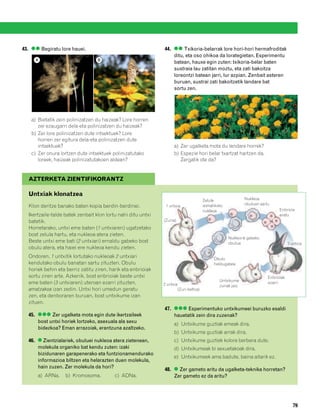 832926 _ 0064-0081.qxd    23/4/08   10:06   Página 79




        43. ●● Begiratu lore hauei.                                    44. ●● Txikoria-belarrak lore hori-hori hermafroditak
                                                                           ditu, eta oso ohikoa da lorategietan. Esperimentu
              A                             B
                                                                           batean, hauxe egin zuten: txikoria-belar baten
                                                                           sustraia lau zatitan moztu, eta zati bakoitza
                                                                           loreontzi batean jarri, lur azpian. Zenbait asteren
                                                                           buruan, sustrai zati bakoitzetik landare bat
                                                                           sortu zen.




            a) Bietatik zein polinizatzen du haizeak? Lore horren
               zer ezaugarri dela-eta polinizatzen du haizeak?
            b) Zer lore polinizatzen dute intsektuek? Lore
               horren zer egitura dela-eta polinizatzen dute
               intsektuek?                                                   a) Zer ugalketa mota du landare horrek?
            c) Zer onura lortzen dute intsektuek polinizatutako              b) Espezie hori belar txartzat hartzen da.
               loreek, haizeak polinizatutakoen aldean?                         Zergatik ote da?


           AZTERKETA ZIENTIFIKORANTZ

           Untxiak klonatzea
                                                                                                  Zelula                Nukleoa
                                                                                                                        obuluan sartu
           Klon deritze banako baten kopia berdin-berdinei.             1 untxia                  somatikoko
                                                                                                  nukleoa                                 Enbrioia
           Ikertzaile-talde batek zenbait klon lortu nahi ditu untxi                                                                      eratu
           batetik.                                                    (Zuria)
           Horretarako, untxi eme baten (1 untxiaren) ugatzetako
           bost zelula hartu, eta nukleoa atera zieten.
                                                                                                               Nukleorik gabeko
           Beste untxi eme bati (2 untxiari) ernaldu gabeko bost                                               obulua                           3 untxia
           obulu atera, eta haiei ere nukleoa kendu zieten.
           Ondoren, 1 untxitik lortutako nukleoak 2 untxiari                                           Obulu
           kendutako obulu banatan sartu zituzten. Obulu                                               heldugabea
           horiek behin eta berriz zatitu ziren, harik eta enbrioiak
           sortu ziren arte. Azkenik, bost enbrioiak beste untxi                                                                    Enbrioiak
                                                                                                          Untxikume
           eme baten (3 untxiaren) uteroan ezarri zituzten,            2 untxia                                                     ezarri
                                                                                                          zuriak jaio
           amatzakoa izan zedin. Untxi hori umedun geratu                         (Zuri-beltza)
           zen, eta denboraren buruan, bost untxikume izan
           zituen.
                                                                       47. ●●● Esperimentuko untxikumeei buruzko esaldi
           45. ●●● Zer ugalketa mota egin dute ikertzaileek                hauetatik zein dira zuzenak?
               bost untxi horiek lortzeko, asexuala ala sexu
                                                                             a) Untxikume guztiak emeak dira.
               bidezkoa? Eman arrazoiak, erantzuna azaltzeko.
                                                                             b) Untxikume guztiak arrak dira.
           46. ● Zientzialariek, obuluei nukleoa atera zietenean,            c) Untxikume guztiek kolore berbera dute.
               molekula organiko bat kendu zuten: izaki                      d) Untxikumeak bi sexuetakoak dira.
               bizidunaren garapenerako eta funtzionamendurako
                                                                             e) Untxikumeek ama badute, baina aitarik ez.
               informazioa biltzen eta helarazten duen molekula,
               hain zuzen. Zer molekula da hori?
                                                                       48. ● Zer gameto aritu da ugalketa-teknika horretan?
               a) ARNa.     b) Kromosoma.          c) ADNa.                Zer gameto ez da aritu?




                                                                                                                                                  79
 