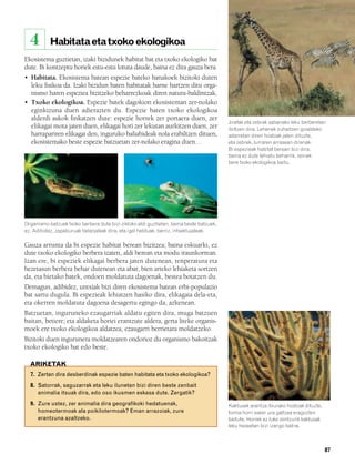 832926 _ 0082-0099.qxd    21/2/08     13:15   Página 87




          4        Habitata eta txoko ekologikoa
        Ekosistema guztietan, izaki bizidunek habitat bat eta txoko ekologiko bat
        dute. Bi kontzeptu horiek estu-estu lotuta daude, baina ez dira gauza bera.
        • Habitata. Ekosistema batean espezie bateko banakoek bizitoki duten
          leku fisikoa da. Izaki bizidun baten habitatak barne hartzen ditu orga-
          nismo haren espeziea bizitzeko beharrezkoak diren natura-baldintzak.
        • Txoko ekologikoa. Espezie batek dagokion ekosisteman zer-nolako
          eginkizuna duen adierazten du. Espezie baten txoko ekologikoa
          alderdi askok finkatzen dute: espezie horrek zer portaera duen, zer
                                                                                                 Jirafak eta zebrak sabanako leku berberetan
          elikagai mota jaten duen, elikagai hori zer lekutan aurkitzen duen, zer                ibiltzen dira. Lehenek zuhaitzen goialdeko
          harrapariren elikagai den, inguruko baliabideak nola erabiltzen dituen,                adarretan diren hostoak jaten dituzte,
          ekosistemako beste espezie batzuetan zer-nolako eragina duen…                          eta zebrek, lurraren arrasean direnak.
                                                                                                 Bi espezieak habitat berean bizi dira,
                                                                                                 baina ez dute lehiatu beharrik, zeinek
                                                                                                 bere txoko ekologikoa baitu.




        Organismo batzuek txoko berbera dute bizi-zikloko aldi guztietan, baina beste batzuek,
        ez. Adibidez, zapaburuak belarjaleak dira, eta igel helduak, berriz, intsektujaleak.

        Gauza arrunta da bi espezie habitat berean bizitzea; baina eskuarki, ez
        dute txoko ekologiko berbera izaten, aldi berean eta modu iraunkorrean.
        Izan ere, bi espeziek elikagai berbera jaten dutenean, tenperatura eta
        hezetasun berbera behar dutenean eta abar, bien arteko lehiaketa sortzen
        da, eta bietako batek, ondoen moldatuta dagoenak, bestea botatzen du.
        Demagun, adibidez, untxiak bizi diren ekosistema batean erbi-populazio
        bat sartu dugula. Bi espezieak lehiatzen hasiko dira, elikagaia dela-eta,
        eta okerren moldatuta dagoena desagertu egingo da, azkenean.
        Batzuetan, inguruneko ezaugarriak aldatu egiten dira, muga batzuen
        baitan, betiere; eta aldaketa horiei erantzute aldera, gerta liteke organis-
        moek ere txoko ekologikoa aldatzea, ezaugarri berrietara moldatzeko.
        Bizitoki duen ingurunera moldatzearen ondorioz du organismo bakoitzak
        txoko ekologiko bat edo beste.

          ARIKETAK
          7. Zertan dira desberdinak espezie baten habitata eta txoko ekologikoa?
          8. Satorrak, saguzarrak eta leku ilunetan bizi diren beste zenbait
             animalia itsuak dira, edo oso ikusmen eskasa dute. Zergatik?
          9. Zure ustez, zer animalia dira geografikoki hedatuenak,                              Kaktusek arantza itxurako hostoak dituzte,
             homeotermoak ala poikilotermoak? Eman arrazoiak, zure                               forma horri esker ura galtzea eragozten
             erantzuna azaltzeko.                                                                baitute. Horrek ez luke zentzurik kaktusak
                                                                                                 leku hezeetan bizi izango balira.



                                                                                                                                              87
 