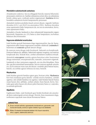 832926 _ 0006-0025.qxd   21/2/08   13:11   Página 9




        Hondakin-substantziak askatzea
        Arnasketaren ondorioz, bai eta elikagaiak berezko materia bihurtzeko
        prozesuaren ondorioz ere, hainbat substantzia sortzen dira, eta substantzia
        horiek, pilatuz gero, toxikoak zaizkio organismoari. Iraizketa deritzo
        hondakin-substantzia horiek kanporatzeko prozesuari.
        Animaliek iraizketa-produktu hauek sortzen dituzte, nagusiki: karbono
        dioxidoa (CO2), ura (H2O) eta amoniakoa (NH3). Karbono dioxidoa
        arnas aparatuaren bidez kanporatzen da, eta ura eta amoniakoa, berriz,
        iraitz-aparatuaren bidez.
        Animaliek ez bezala, landareek ez dute substantziak kanporatzeko organo
        bereziturik. Kanporatu ere, CO2 baino ez dute kanporatzen, eta hostoez
        baliatzen dira horretarako.

        Ingurune-aldaketei erantzutea
        Izaki bizidun guztiok harremana dugu ingurunearekin; hau da, barne-
        ingurunean nahiz kanpo-ingurunean izandako aldaketak (estimuluak)                                                  Eguna
        hauteman eta erantzun egokiak lantzen ditugu.
        Bi erantzun mota ditugu izaki bizidunok: bakunak eta konplexuak.
        Erantzun bakuna da, adibidez, bakterioak argirantz mugitzea; eta erantzun
        konplexuak dira, besteak beste, zenbait animaliaren estalketa-errituak.
        Animaliok errezeptore izeneko egitura berezituei esker hautematen
        ditugu estimuluak; errezeptoreak dira, esaterako, zentzumen-organoak.
        Landareek ez dute zentzumen-organorik, eta ezin dira lekualdatu. Dena
        den, gai dira estimuluak hautemateko, bai eta erantzun egokiak sortzeko
        ere; eta bi erantzun mota izan ohi dituzte: norabide jakin batean haztea,
        batetik, eta zenbait egitura irekitzea eta ixtea, bestetik.

        Hazkuntza
        Izaki bizidun guztiok handitu egiten gara, bizitzan zehar. Hazkuntza
        hori hiru modutara gerta daiteke: zelulak neurriz handituz, zelulak
        ugarituz, edo zelulak handituz eta ugarituz. Izaki bizidun batzuk bizitza                                          Gaua
        osoan hazten dira: adibidez, zenbait zuhaitz; beste batzuk, berriz, bizi-
        tzako garai jakin batean edo altuera jakin bateraino baino ez: esaterako,
        ia animalia gehienak.

        Ugalketa
        Ugalketaren bidez, izaki bizidunok gure berdin-berdinak edo antzeko-
        ak diren ondorengoak sortzen ditugu. Horrela, bizia iraunarazten dugu,
        norberaren espezieak iraun dezan bermatzeaz batera.


          ARIKETAK
          1. Eman zenbait adibide, egiaztatzeko landareek ere, gainerako izaki
             bizidunek bezala, erantzun egiten dietela ingurune-aldaketei.
          2. Bilatu Funtsezko kontzeptuak atalean hitz hauen esanahia:
             ehun, organo, sistema eta estimulu.                                      Negu-txilintxen loreak itxi egiten
                                                                                      dira gauez.



                                                                                                                                   9
 