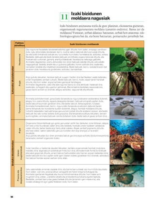 832926 _ 0082-0099.qxd                                    21/2/08      13:15    Página 94




                                                                                                          Izaki bizidunen
                                                                                              11          moldaera nagusiak
                                                                                             Izaki bizidunen aniztasuna itzela da gure planetan, ekosistema guztietan,
                                                                                             organismoak inguruneetara moldatu izanaren ondorioz. Baina zer da
                                                                                             moldatzea? Funtsean, zerbait aldatzea: batzuetan, zerbait hori anatomia- edo
                                                                                             fisiologia-egitura bat da, eta beste batzuetan, portaerazko jarraibide bat.

                                    Faktore
                                                                                                        Izaki bizidunen moldaerak
                                   abiotikoa
                                                       Oso ingurune hezeetako landareek estoma ugari dituzte; horri esker, errazago izerditzen
                                                       dute. Leku lehorretako landareek, berriz, sustrai sakon-sakonak eta luze-luzeak dituzte,
                                                       bai eta hosto txikiak edo estuak ere, lurrunketa murrizteko; horrelakoa da, adibidez, ezkaia.
                                         Hezetasuna




                                                       Bestalde, kaktusek eta beste landare batzuek ura biltzeko organo bereziak dituzte, eta
                                                       hostoak edo zurtoinak, gainera, arantza bilakatuak, hezetasuna nekezago galtzeko.
                                                       Animaliei dagokienez, eremu lehorretan bizi diren batzuek oskolak dituzte, edo estalki
                                                       iragazgaitzak, bestela, ahalik eta ur gutxiena galtzeko; horren adibide dira, esaterako,
         Lehorreko ekosistemetan




                                                       narrastien ezkatak eta intsektuen exoeskeletoa. Beste batzuek, berriz, substantziaren bat
                                                       jariatzen dute, hezetasuna gordetzeko; adibidez, barraskiloak.


                                                       Argi gutxiko lekuetan, landare batzuk izugarri hazten dira bertikalean; esate baterako,
                                                       oihan tropikaleko zenbait zuhaitz. Beste batzuek, berriz, hosto zapal handi-handiak
                                         Argia




                                                       dituzte, eta horri esker, argia hartzeko gainazal handiagoa.
                                                       Animaliei dagokienez, asko eta asko egunez baino ez dira aktiboak; halakoak dira,
                                                       esaterako, ia hegazti eta ugaztun gehienak. Baina badira bestelako espezieak ere,
                                                       gauez baino aritzen ez direnak, alegia; adibidez, saguzarrak eta eltxoak.



                                                       Animalia poikilotermoek, gorputzeko tenperatura ingurunekoaren araberakoa dutenek,
                                                       alegia, hiru joera dituzte, egoera desegokia denean: batzuek emigratu egiten dute,
                                         Tenperatura




                                                       beste batzuk lozorroan geratzen dira, eta beste batzuk, larba-egoeran, lurpean.
                                                       Animalia homeotermoek, berriz, inguruneko tenperatura edozein dela ere beren
                                                       barne-tenperaturari konstante eusten diotenek, alegia, hainbat moldaera dituzte,
                                                       hotzetik babesteko: batzuek koipe-geruza lodi-lodiak dituzte azalaren azpian, eta beste
                                                       batzuek ilez edo lumaz estalia dute gorputza. Eta tenperatura altuko lekuetan, beroari
                                                       aurre egiteko, animalia batzuek izerdia botatzen dute, beste batzuk gauez aritzen dira…


                                                       Organismo fotosintetikoak goi-goiko geruzetan soilik haz daitezke; zona fotikoan, alegia.
                                                       Orri edo zinta itxurakoak izaten dira, edo bestela, hostoak uraren azalean zabalduta
                                                       izaten dituzte, behar beste argi hartu ahal izateko. Algek zenbait pigmentu dituzte,
                                         Argia




                                                       eta haiei esker, sakon-sakoneko geruza ilunetan den argi-energia urria erabil
                                                       dezakete.
                                                       Argi gutxiko lekuetan bizi diren animalia batzuk gai dira argia sortzeko (biolumineszentzia),
                                                       berariazko zenbait organoren bidez.
         Uretako ekosistemetan


                                     mugimenduak




                                                       Indar handiko ur-lasterrak dauden lekuetan, bertako organismoak hainbat modutara
                                       Uraren




                                                       moldatu dira: alga batzuk substratuan finko bizi dira; ekinodermoek forma biribilduak
                                                       eta oskol gogorrak dituzte; arrain batzuk haitzuloetan edo harrien azpian babesten dira;
                                                       beste batzuek bizi-bizi egiten dute igeri (ibaien bideko goialdean bizi direnak, adibidez);
                                                       har batzuk hondar azpian sartzen dira; etab.
                                     desplazamendua




                                                       Leku sakonetako arrainak zapalak dira, eta barne-barrunbeak oso murriztuta dauzkate;
                                       Presioa eta




                                                       horri esker, izan ere, presioa altua izanagatik ere haren eragina txikiagoa da.
                                                       Animalia igerilariek hegatsak eta itxura hidrodinamikoa dituzte; horri esker arin
                                                       mugitzen dira uretan, urarekiko ahalik eta erresistentzia txikiena egiten baitute.
                                                       Bestalde, zenbait barrunbe gasez beteak dituzte (arrainen igeri-maskuria), eta
                                                       inolako ahaleginik egin gabe flotatzen dute, horri esker.




        94
 