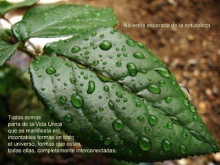 No estás separado de la naturaleza.  Todos somos parte de la Vida Unica que se manifiesta en incontables formas en todo el universo, formas que están, todas ellas, completamente interconectadas.  