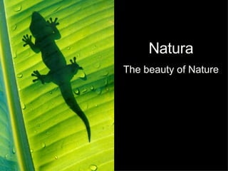 Natura The beauty of Nature 