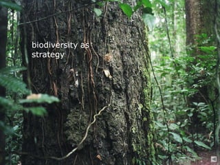 biodiversity as
strategy
 