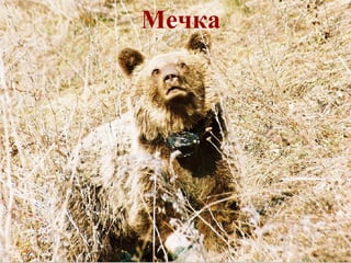 Мечка 