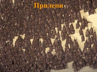 Прилепи 