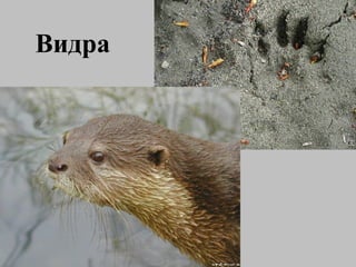 Видра 