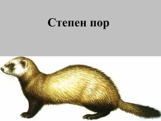 Степен пор 