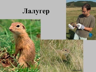 Лалугер 