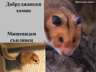Добруджански хомяк Мишевиден сънливец 