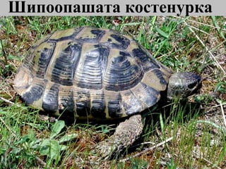 Шипоопашата костенурка 