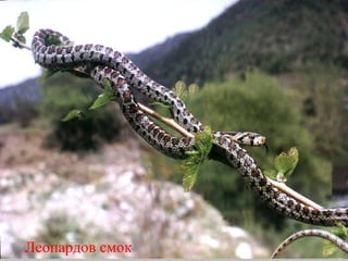 Леопардов смок 
