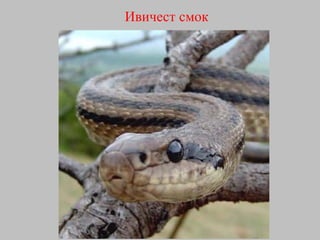 Ивичест смок 