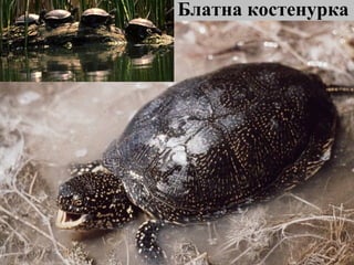 Блатна костенурка 