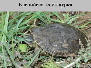 Каспийска  костенурка 
