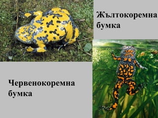 Жълтокоремна бумка Червенокоремна бумка 