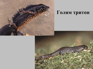 Голям тритон 