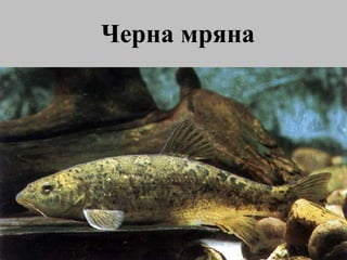 Черна мряна 