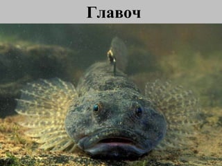 Главоч 
