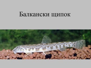 Балкански щипок   