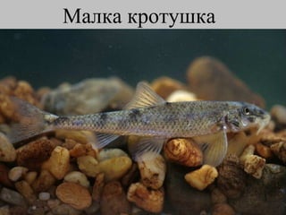 Малка кротушка   