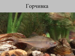 Горчивка   