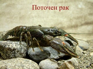 Поточен рак   